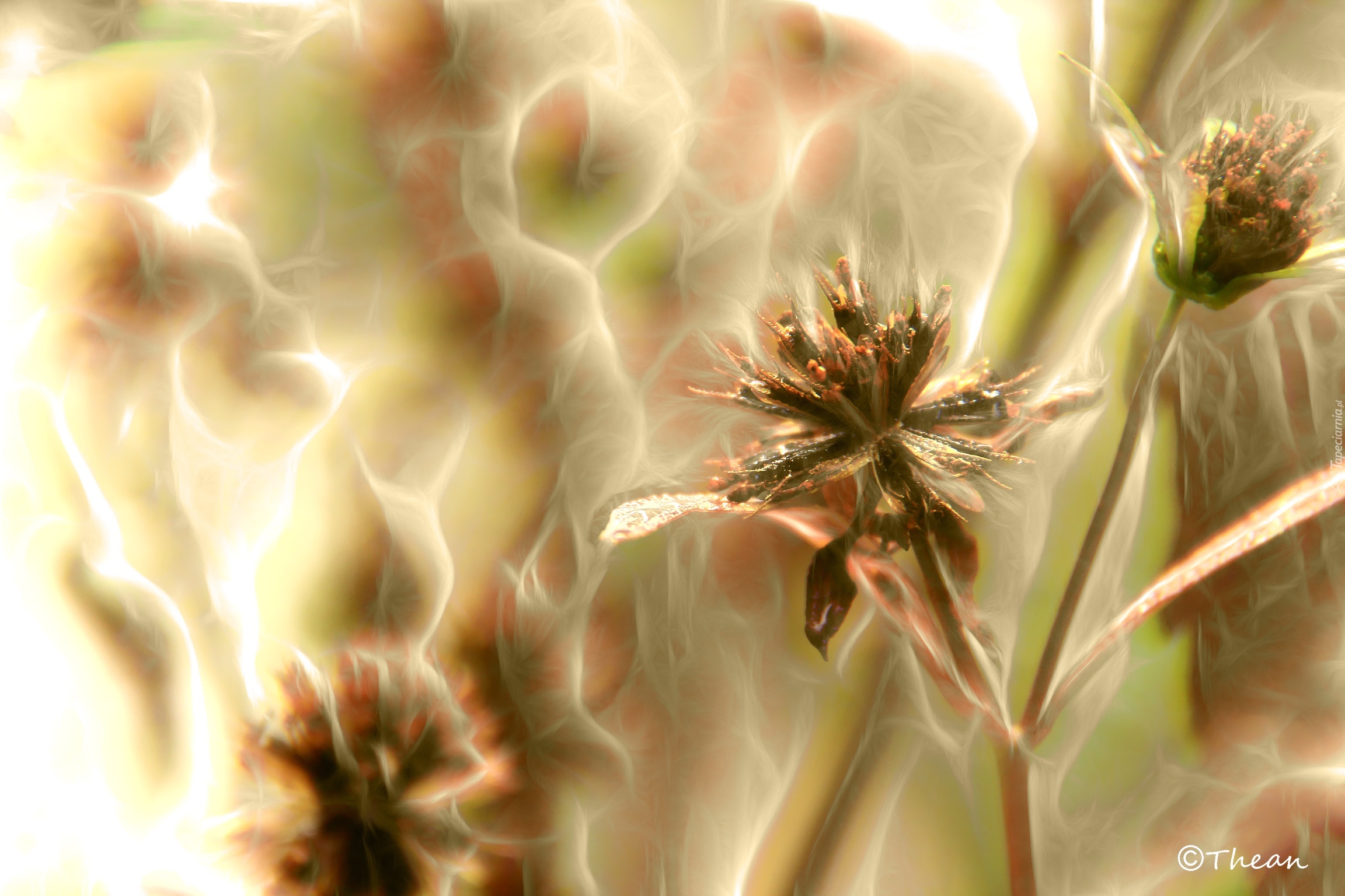 Kwiaty, Fractalius