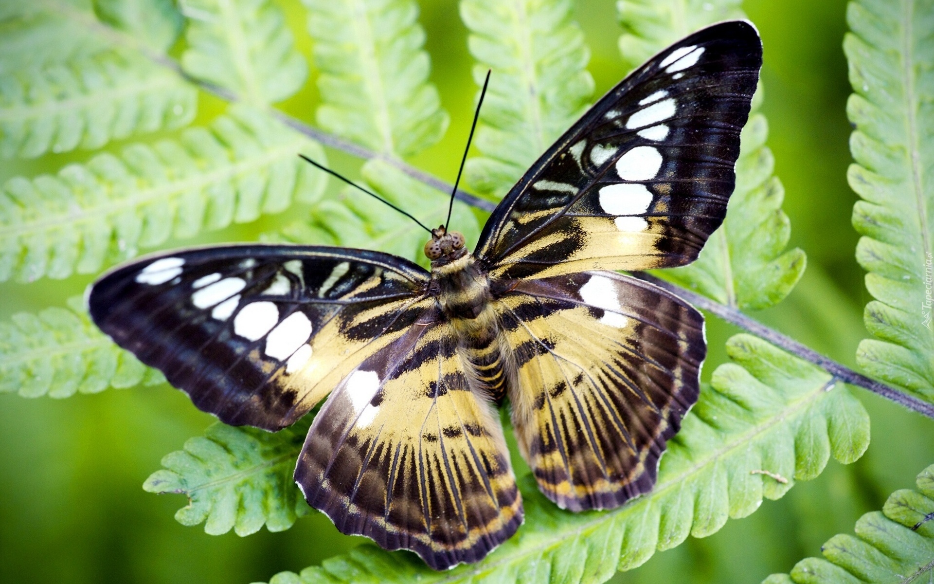 Piękny, Motyl, Paproć