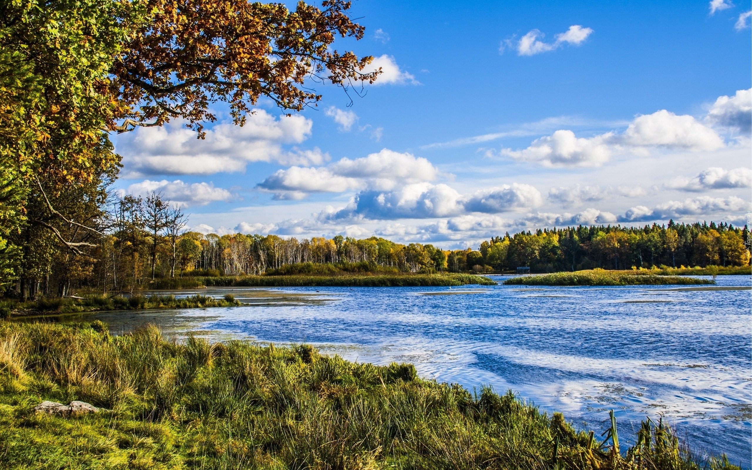 Jezioro, Las, Drzewa, Trawa