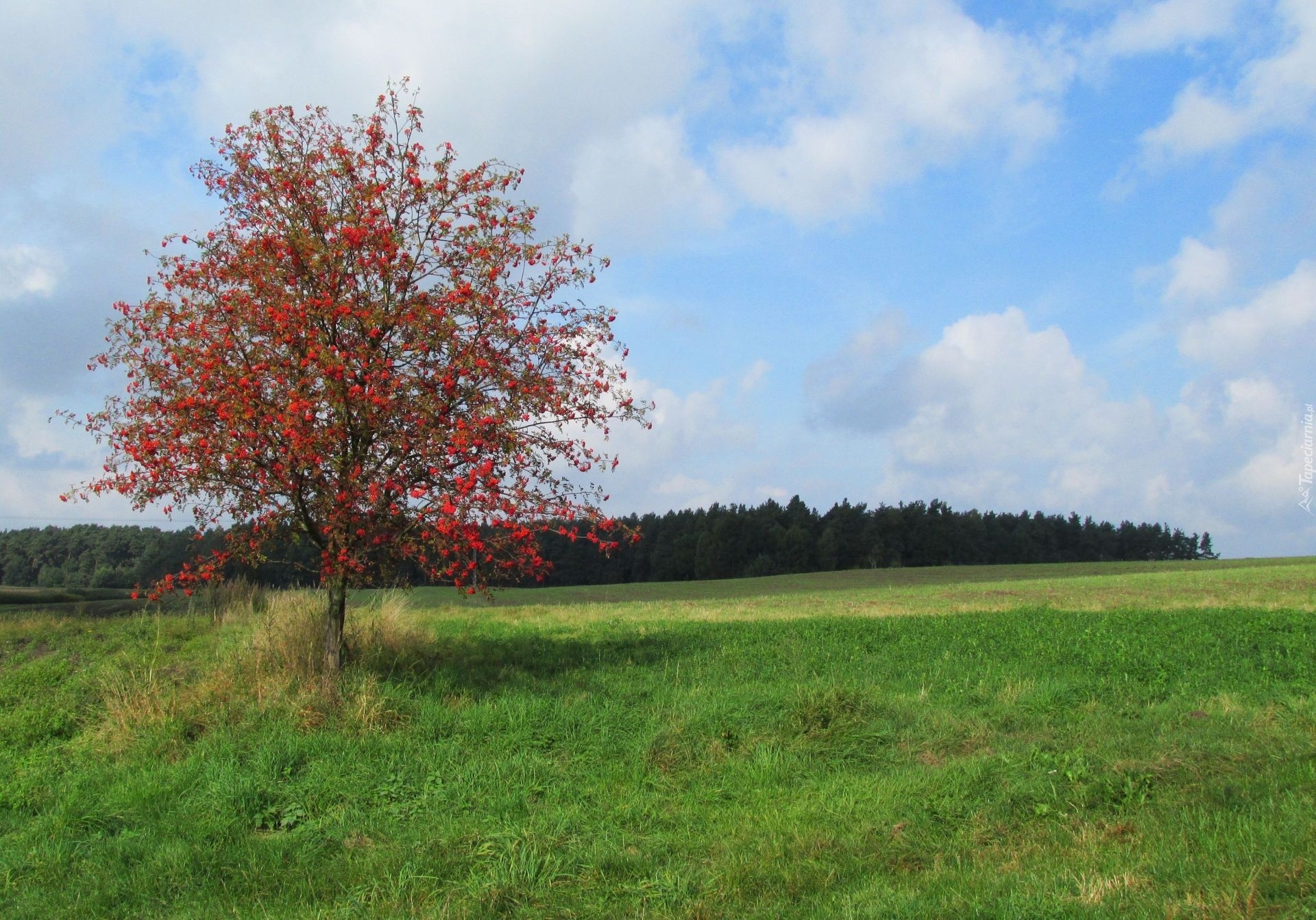 Jesień, Pole, Drzewo