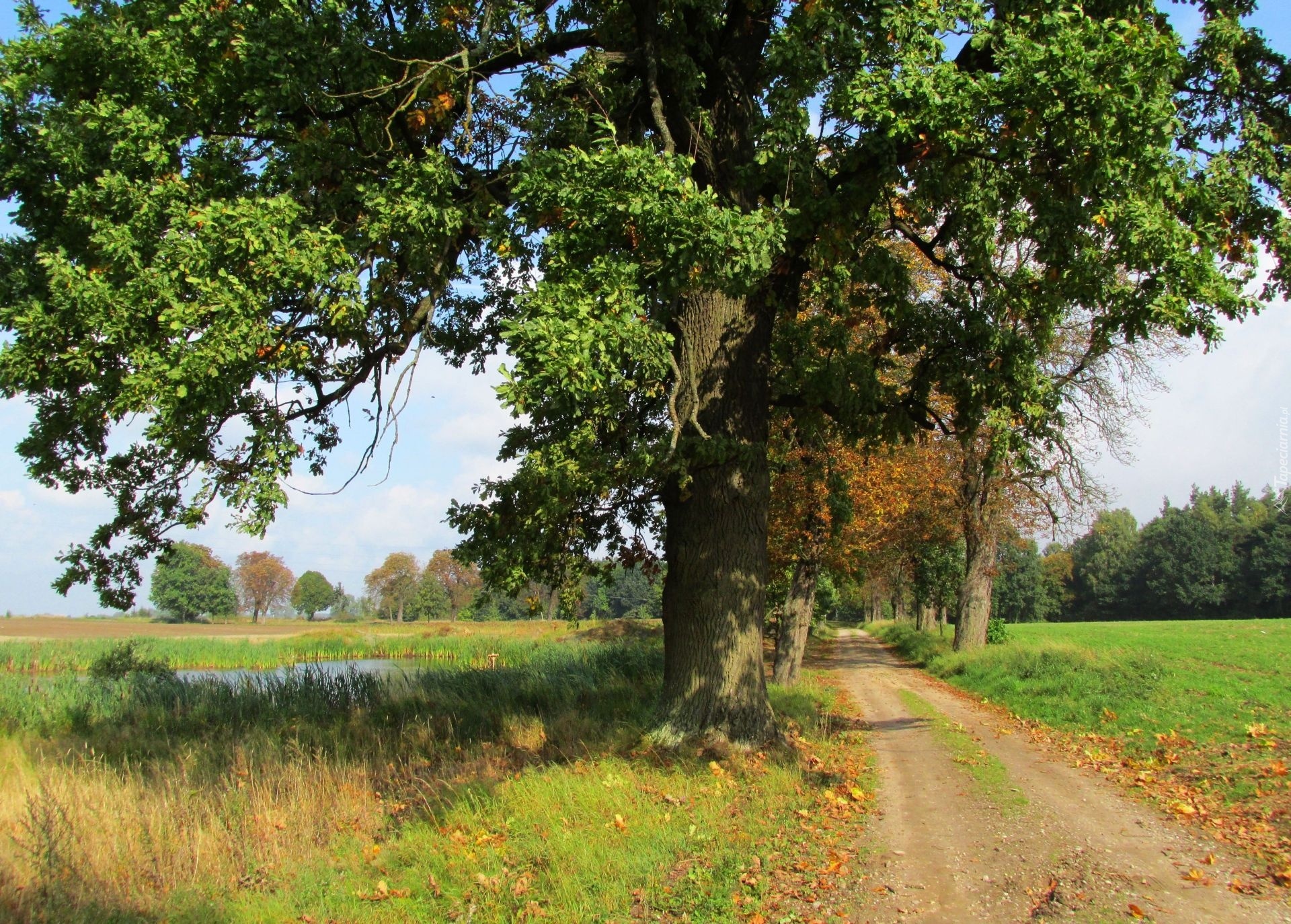 Jesień, Drzewo, Pole, Droga