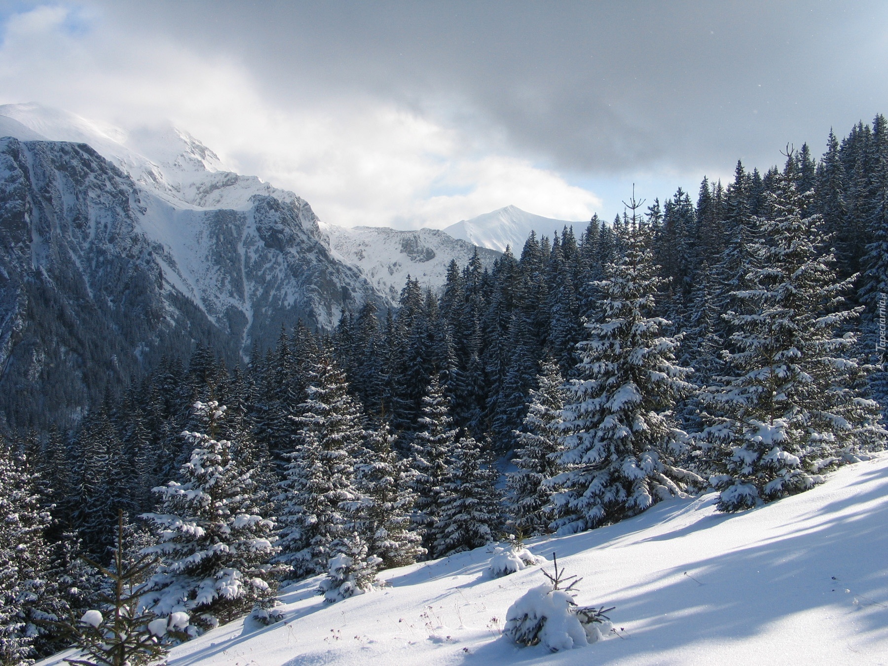 Śnieg, Góry, Lasy