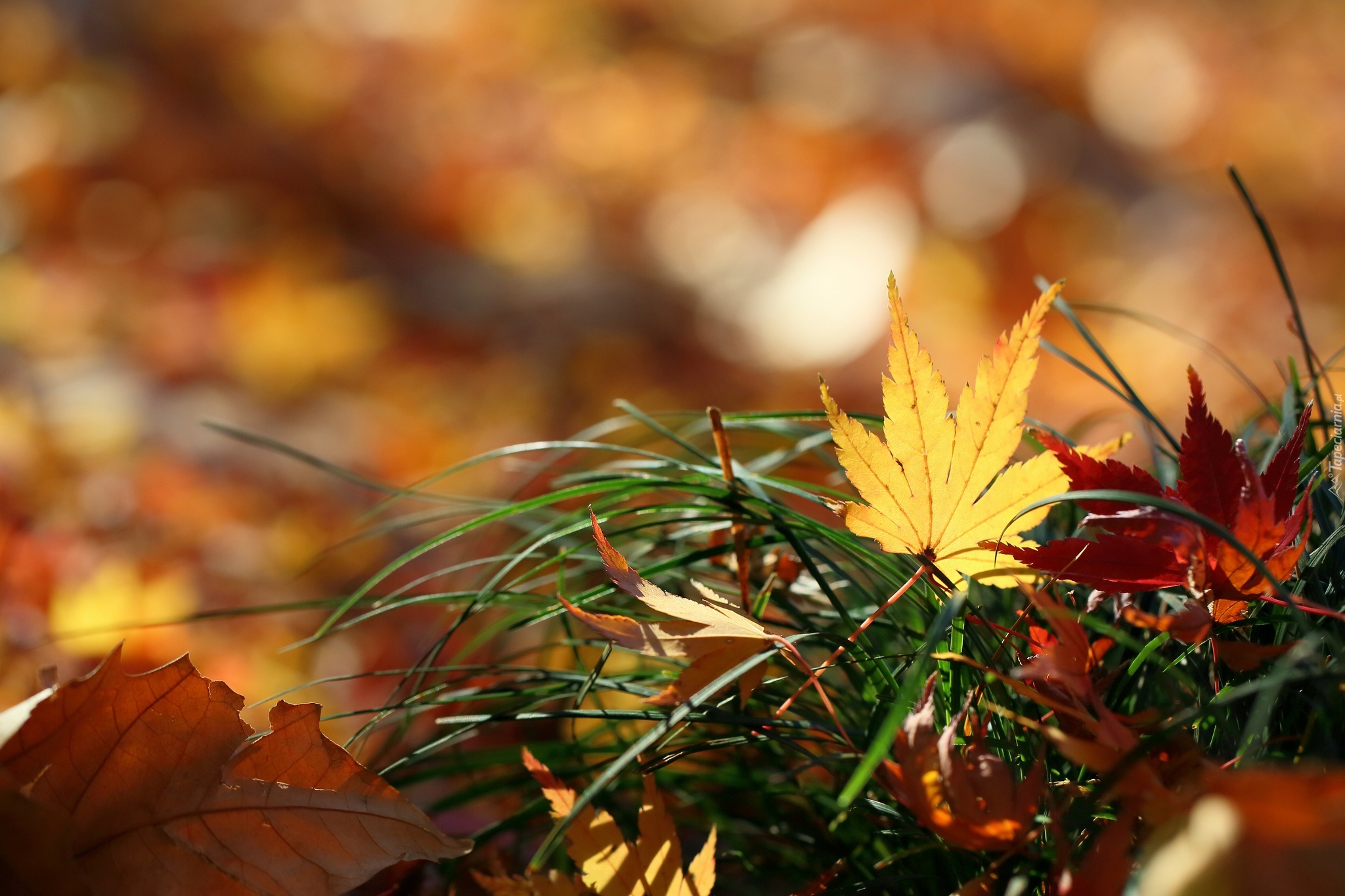 Осенний замечать. Красивые осенние листья. Осенние обои. Осенние обои на рабочий стол. Осенняя заставка.
