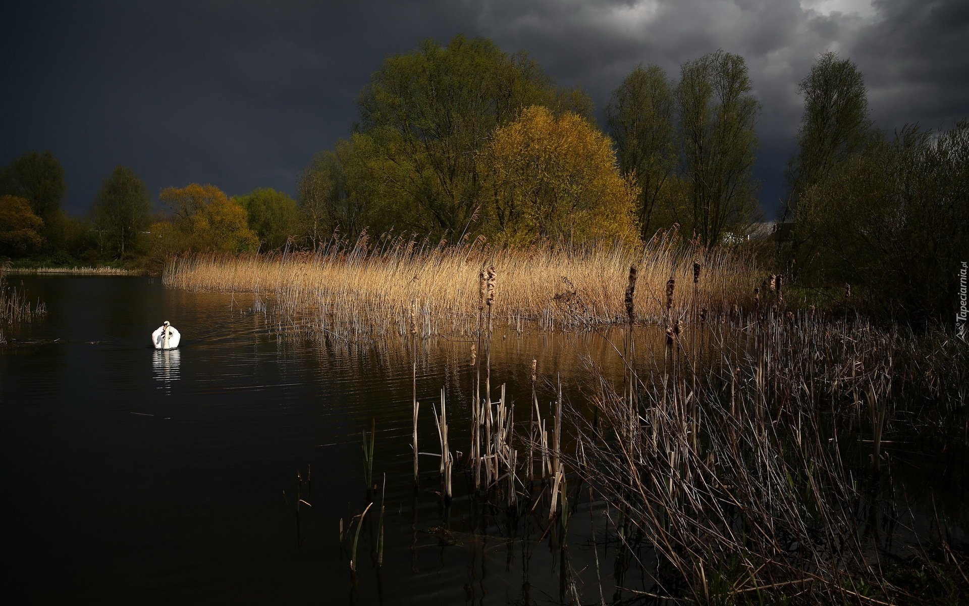 Jezioro, Szuwary, Noc, Łabędz