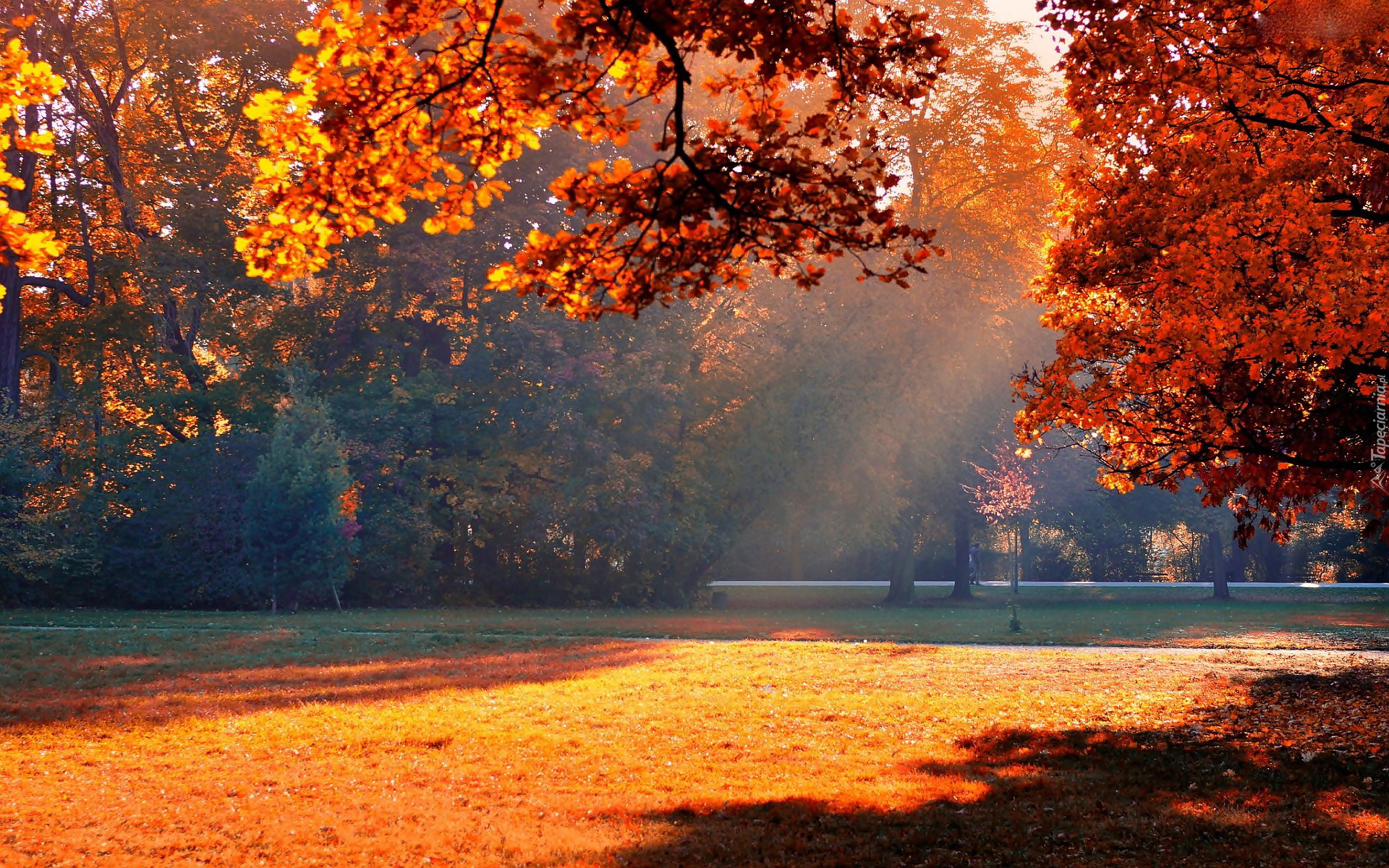 Jesień, Park, Drzewa, Mgła