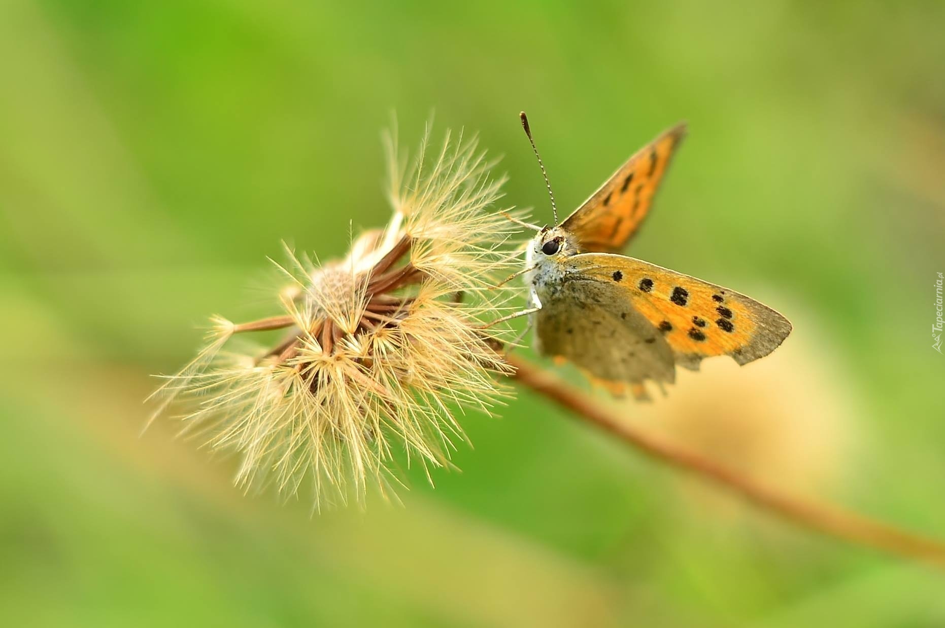 Motyl, Mniszek Pospolity