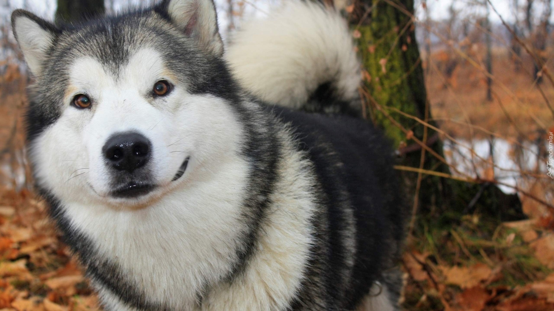 Alaskan Malamute