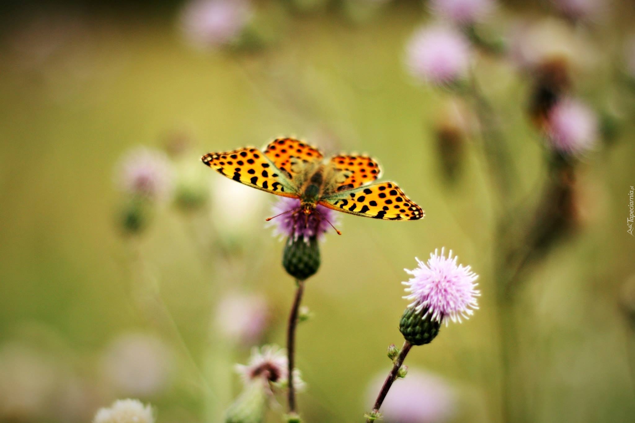 Oset, Motyl