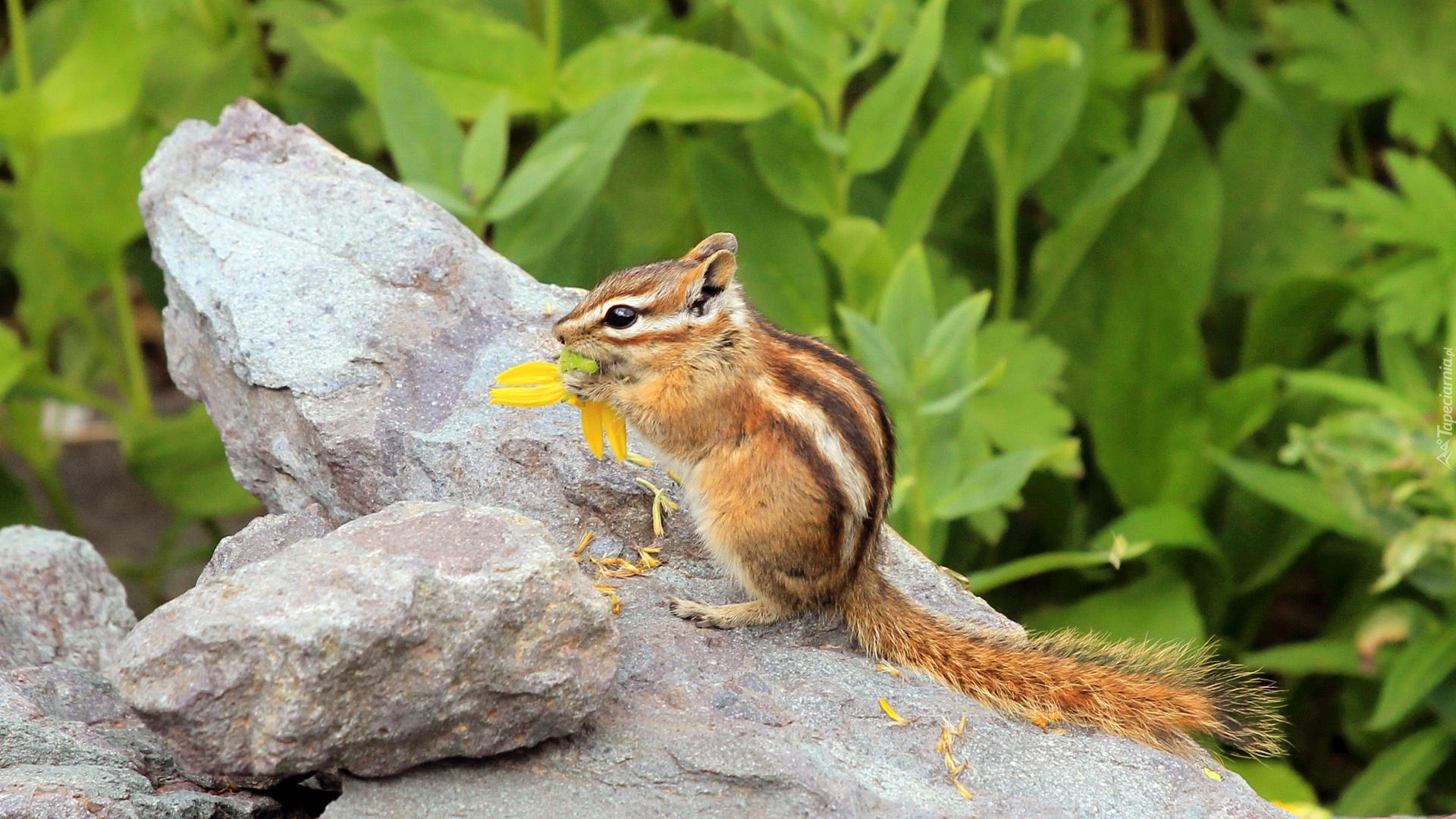 Chipmunk, Wiewiórka, Ziemna, Skała