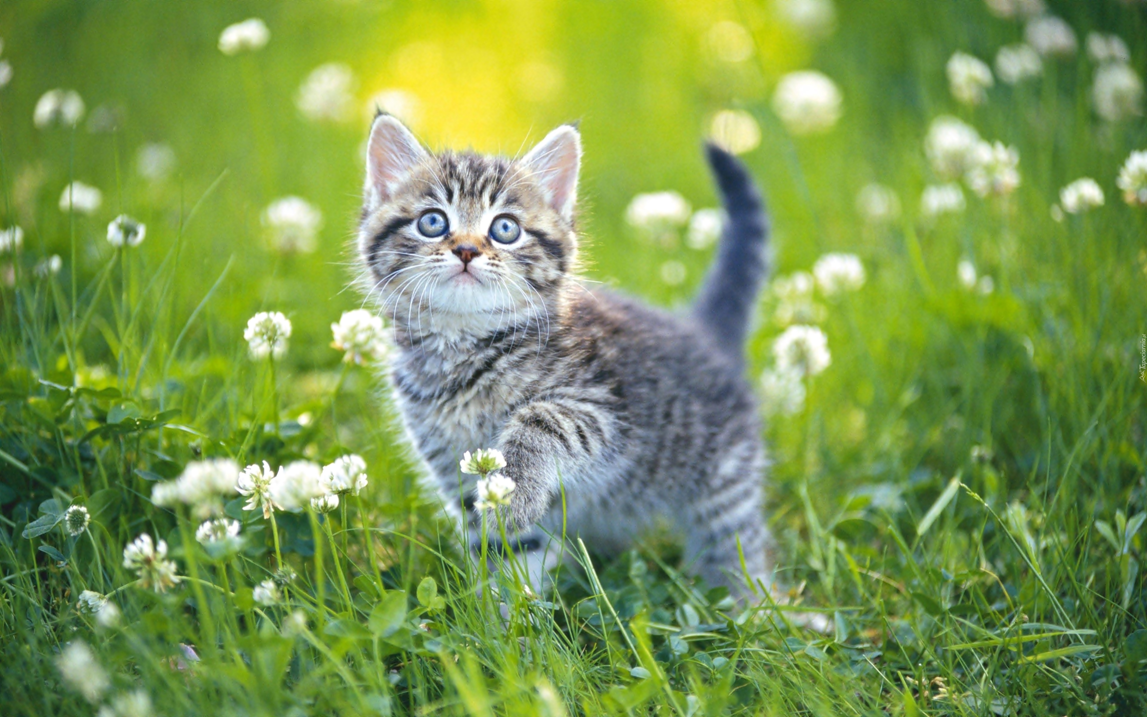 природа животные кот белый котенок nature animals cat white kitten без смс