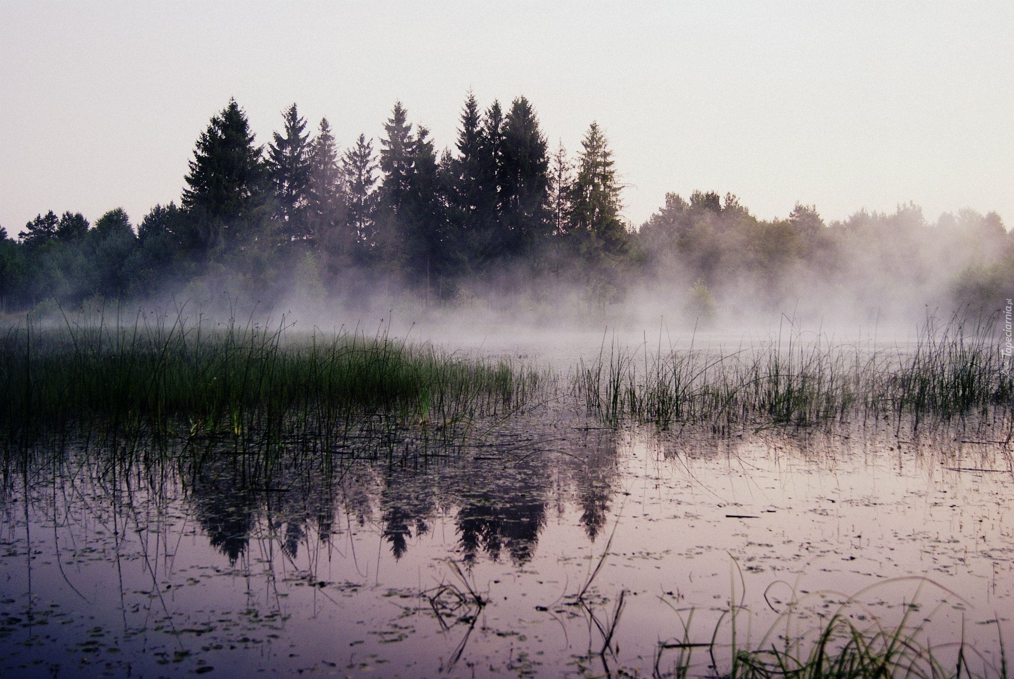 Drzewa, Jezioro