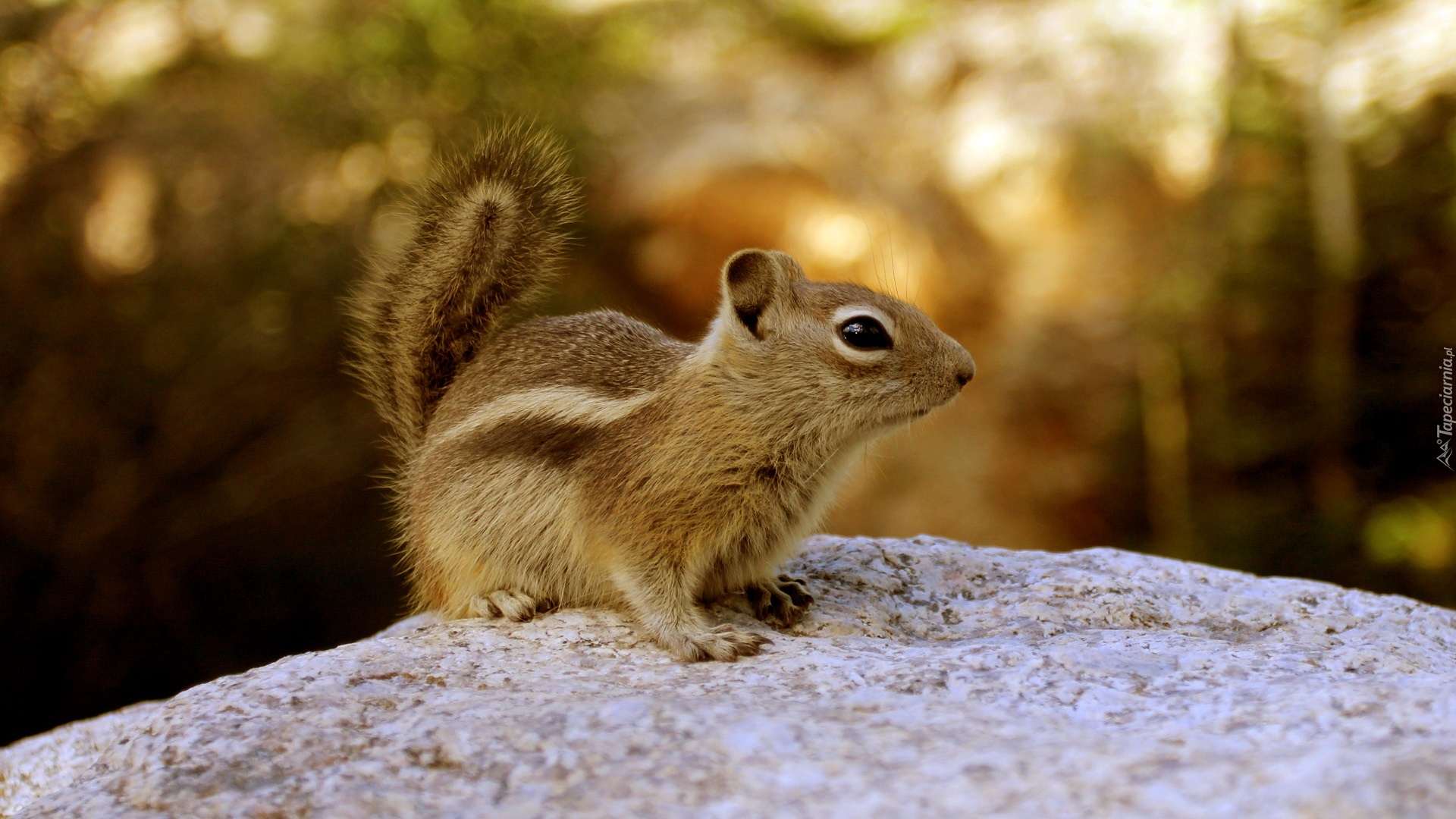 Chipmunk, Wiewiórka, Ziemna, Skała, Las