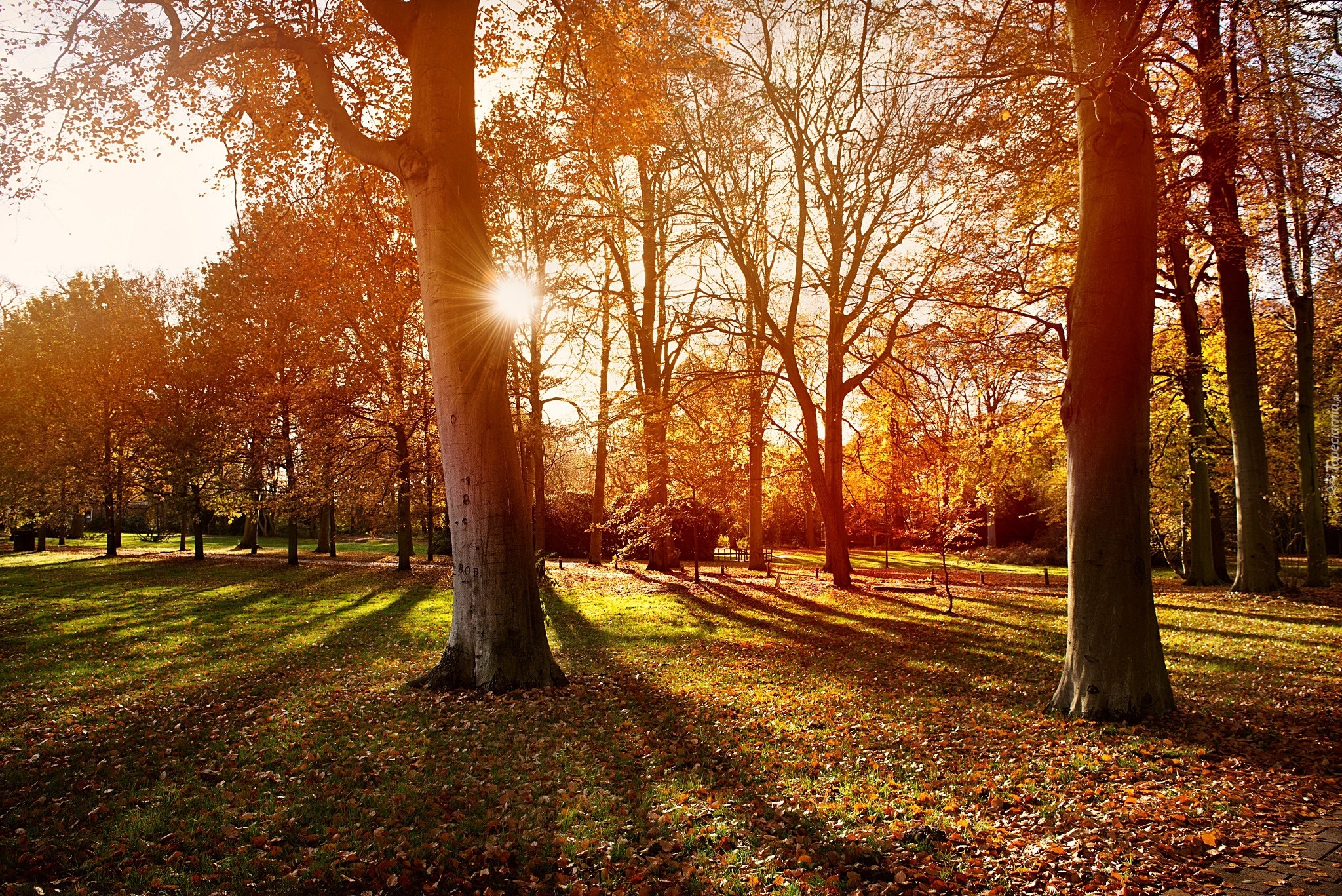 Park, Jesień, Promienie, Słońca