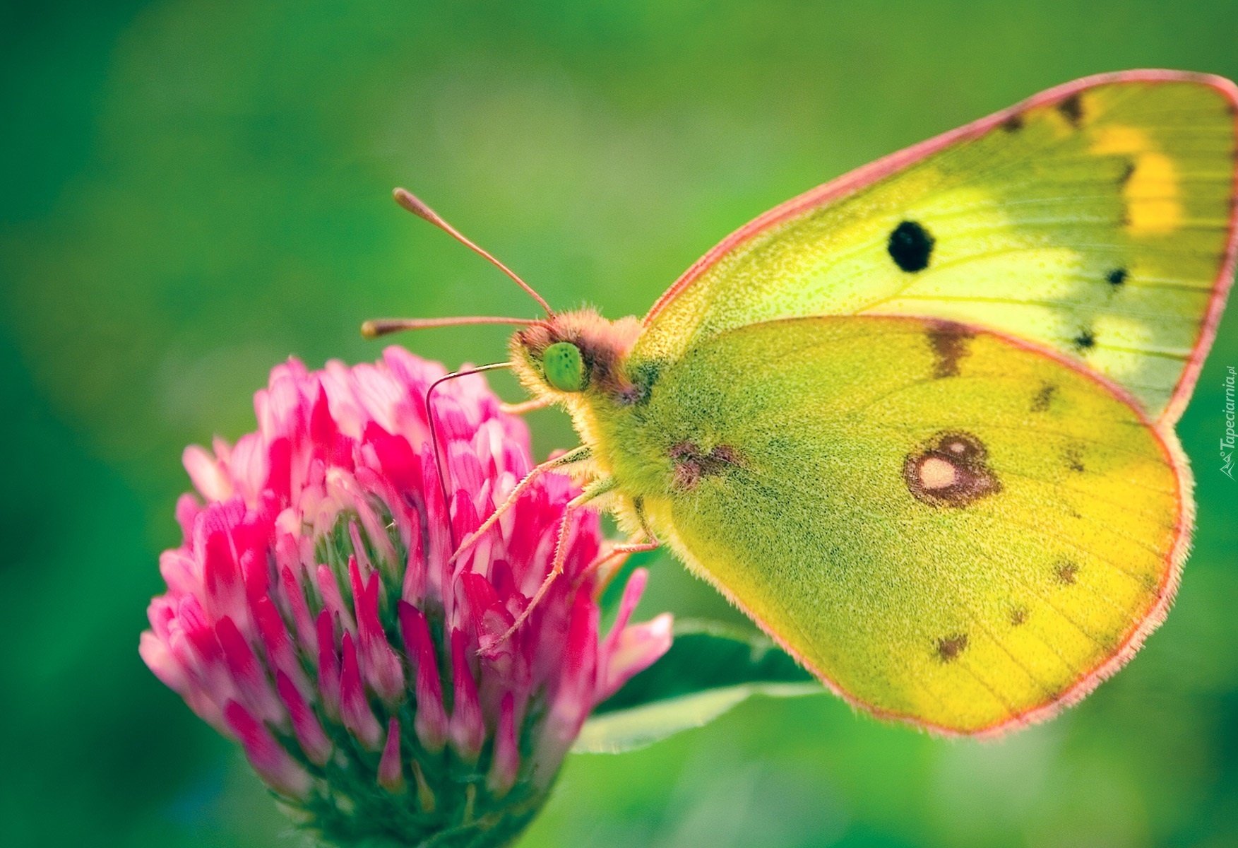 Motyl, Kwiat, Skrzydła