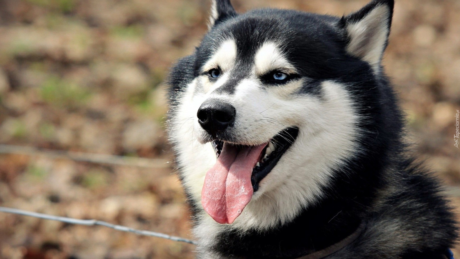 Siberian Husky, Język