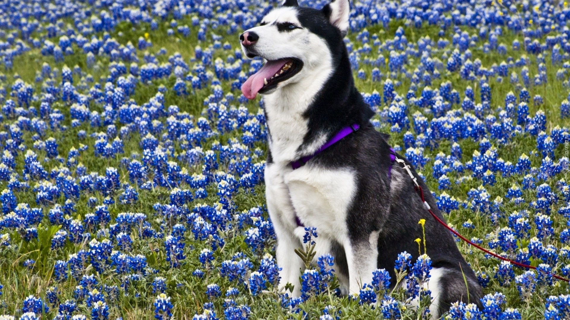 Siberian Husky, Łąka, Kwiatki