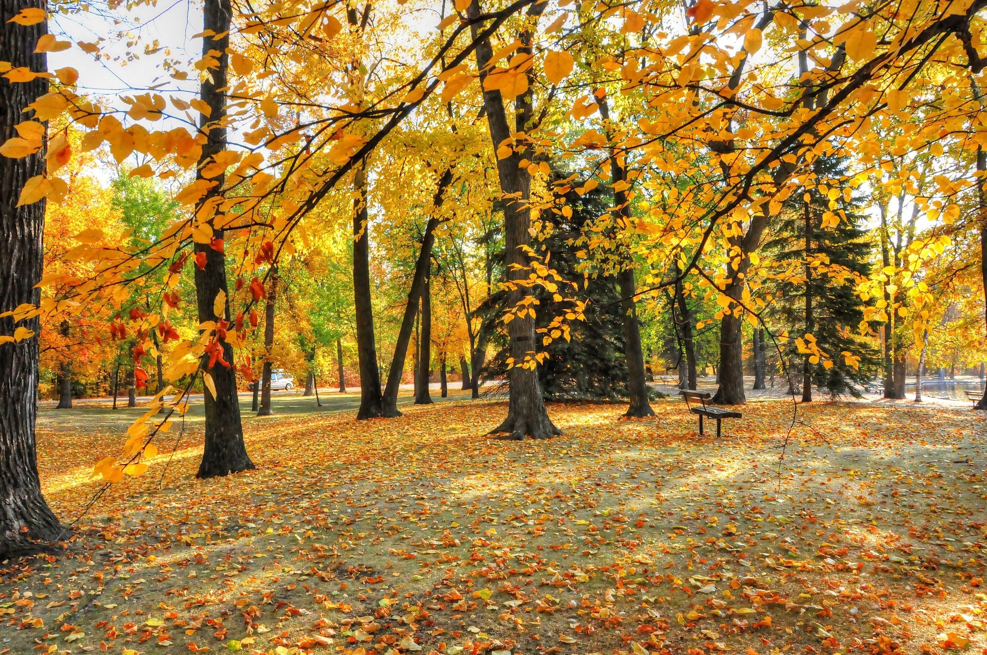 Park, Alejki, Ławki, Jesień