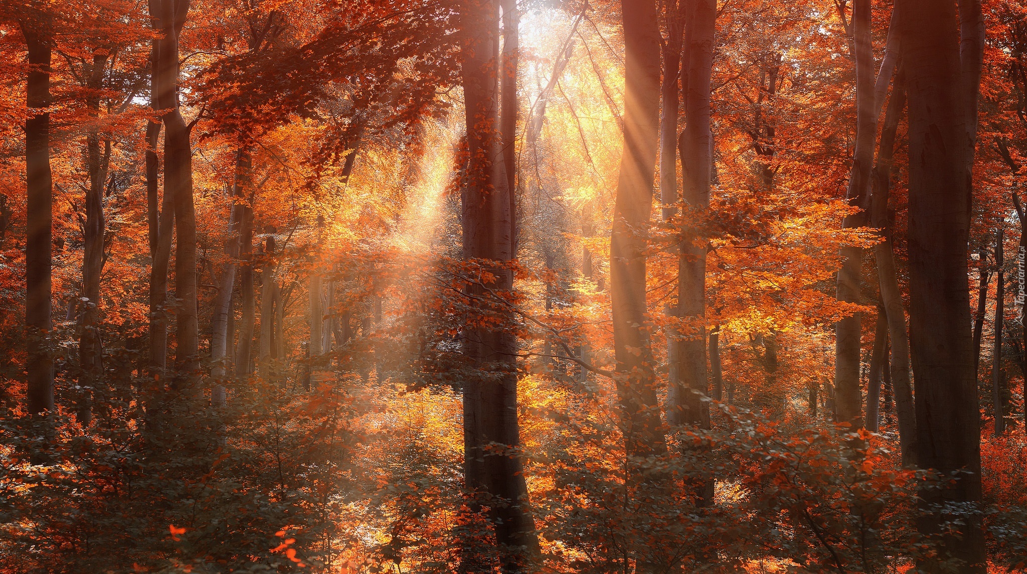 Las, Promienie, Słońca, Jesień