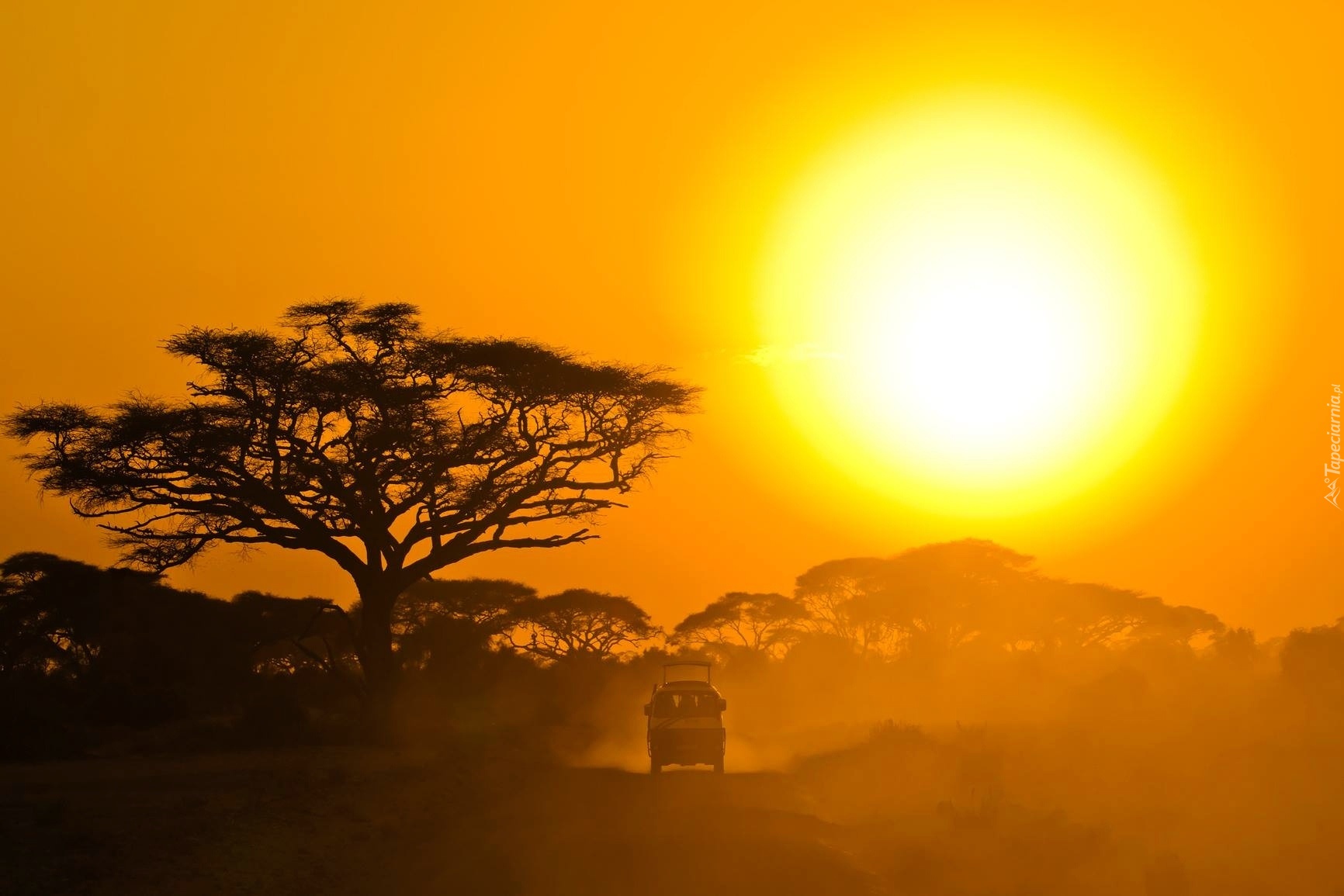 Safari, Słońce, Drzewo