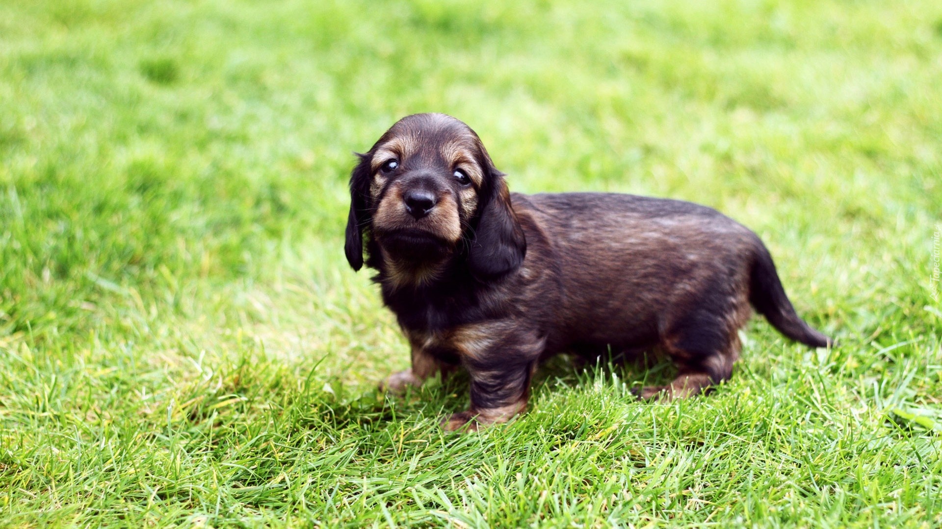 Słodki, Szczeniak, Trawa Field spaniel