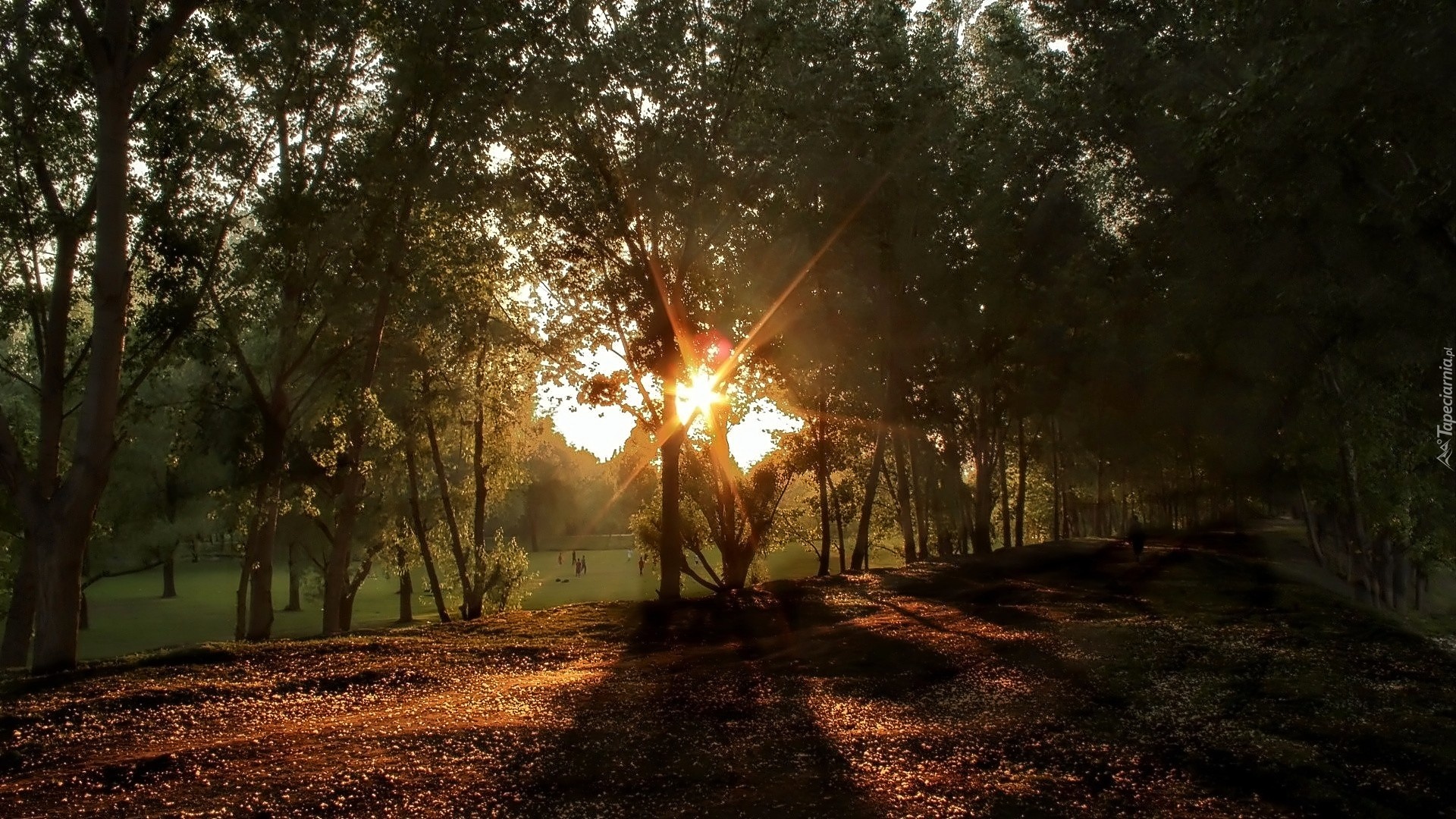 Park, Promienie, Słońca