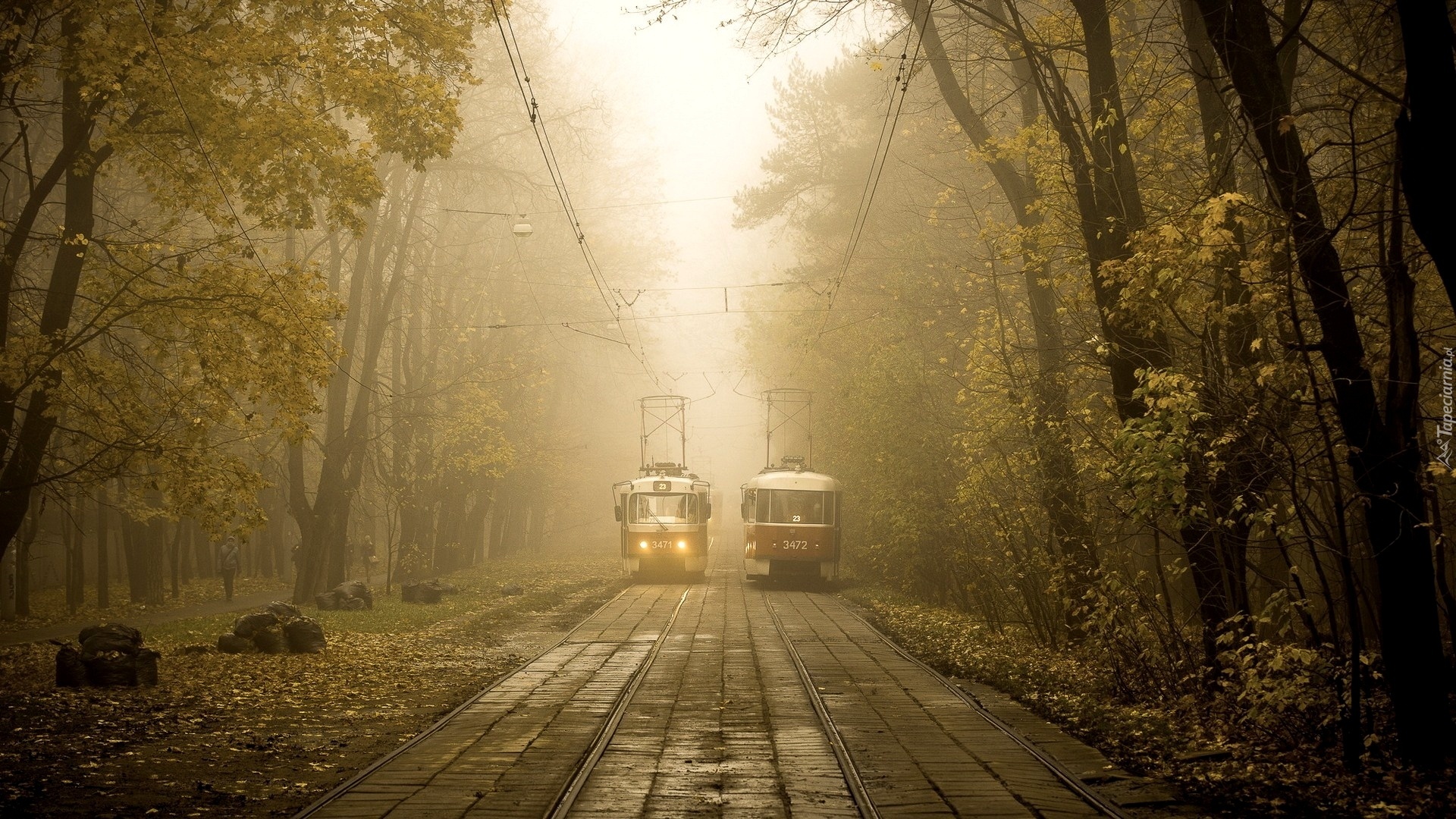 Tramwaje, Szyny, Drzewa, Mgła