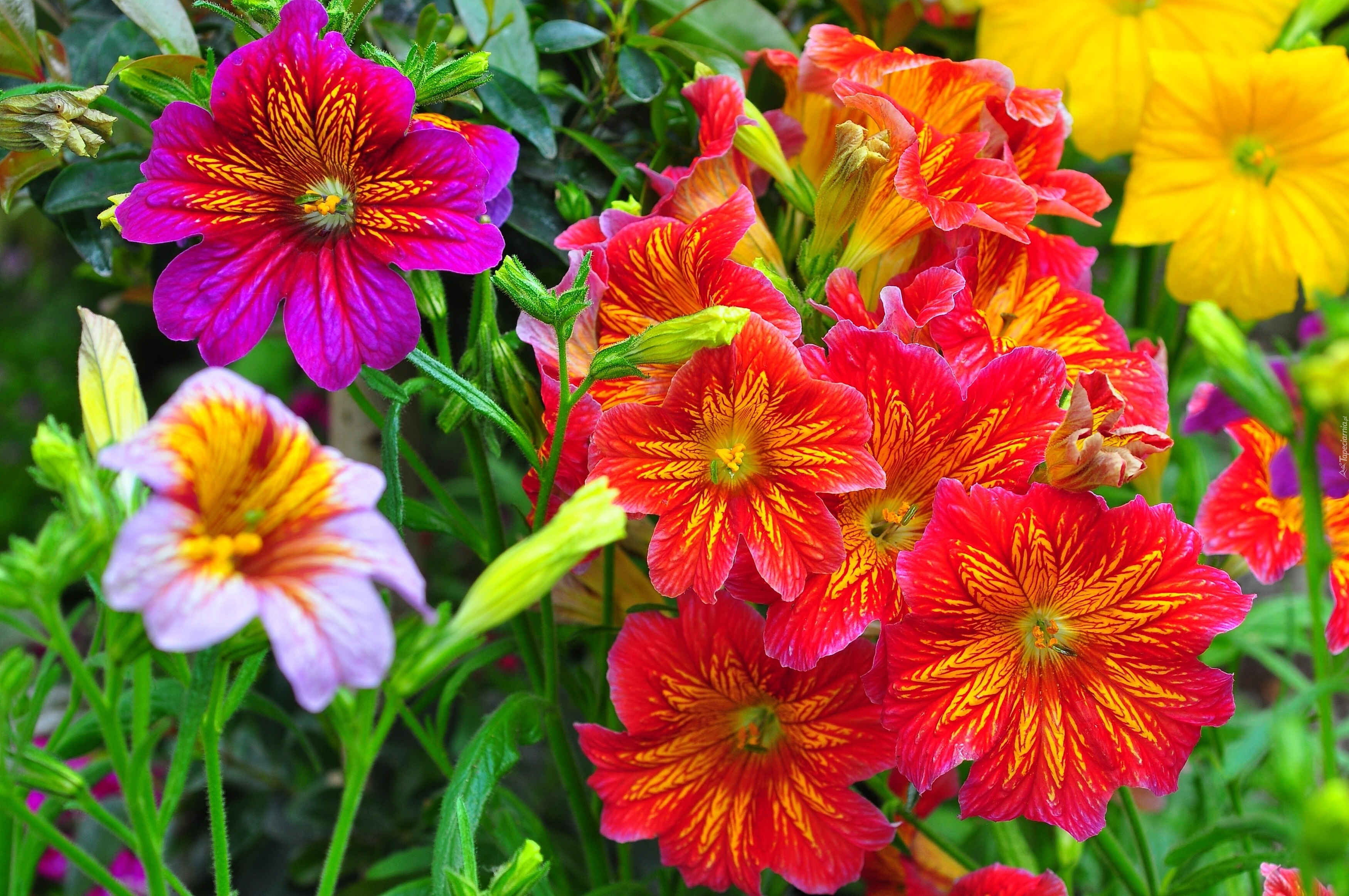 Tujałka, Salpiglossis, Kolorowe, Kwiaty