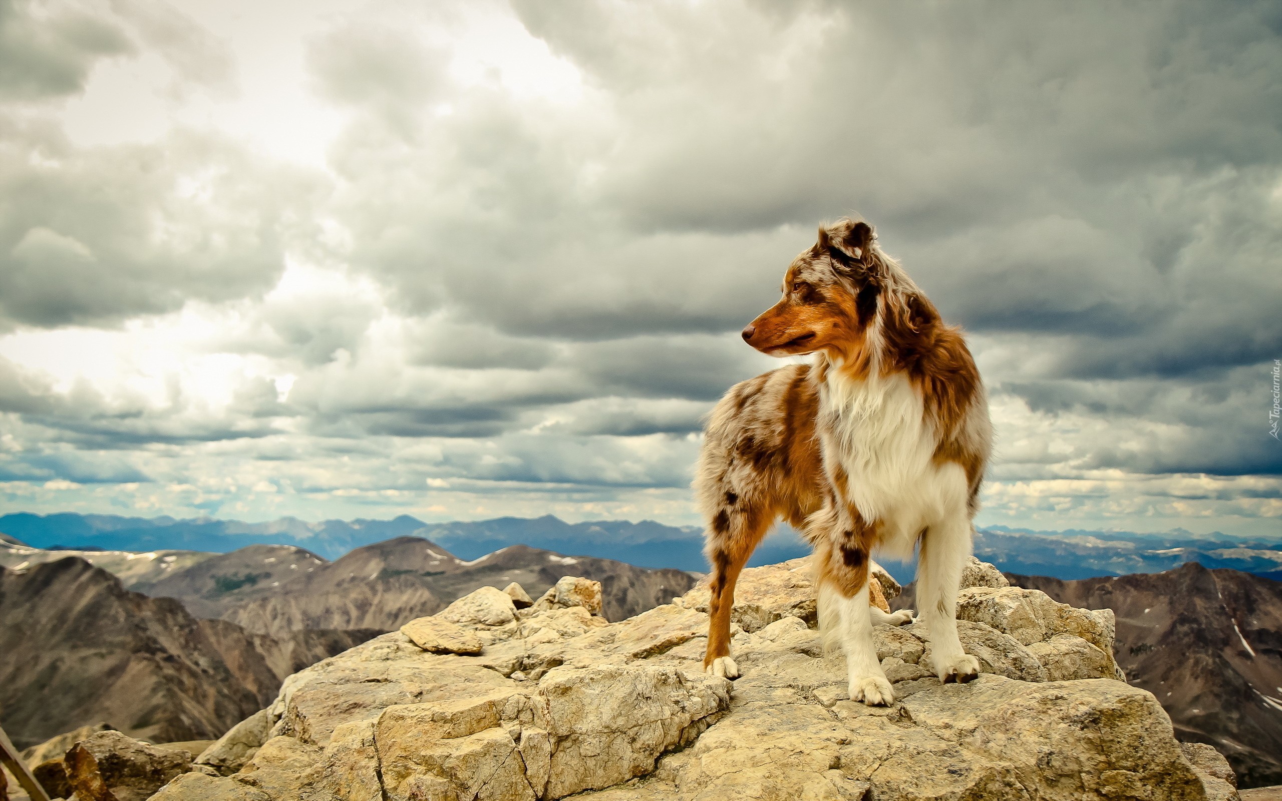 Skała,  Owczarek australijski-australian shepherd