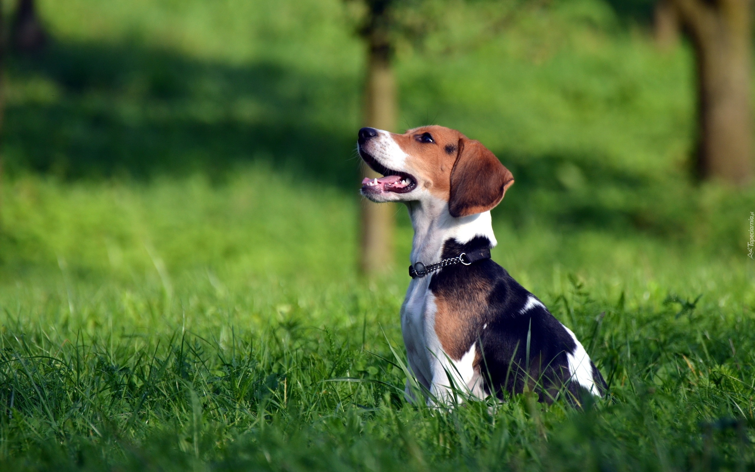 Beagle, Obroża, Trawa