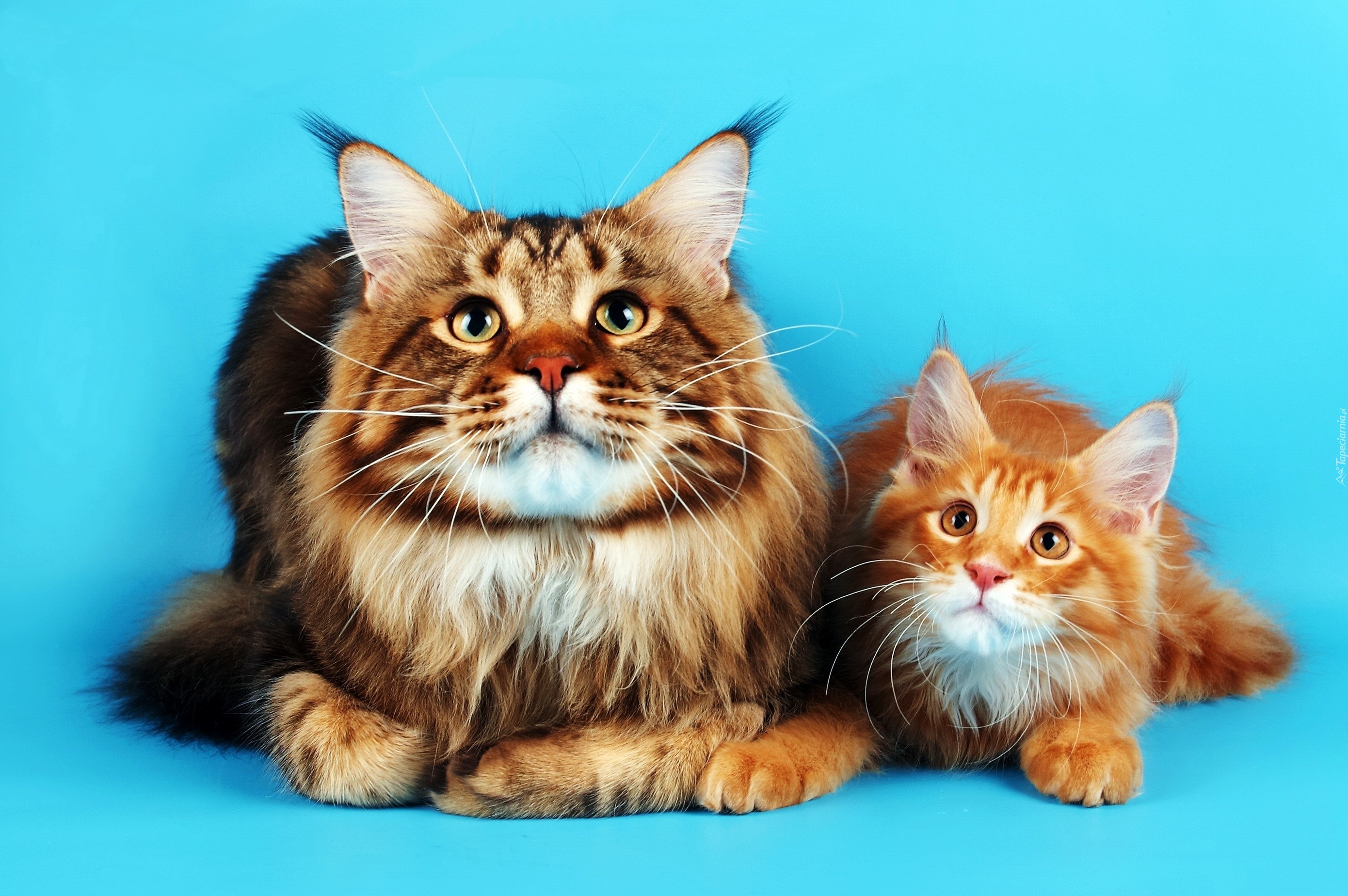 Koty, Maine Coon, Turkusowe, Tło