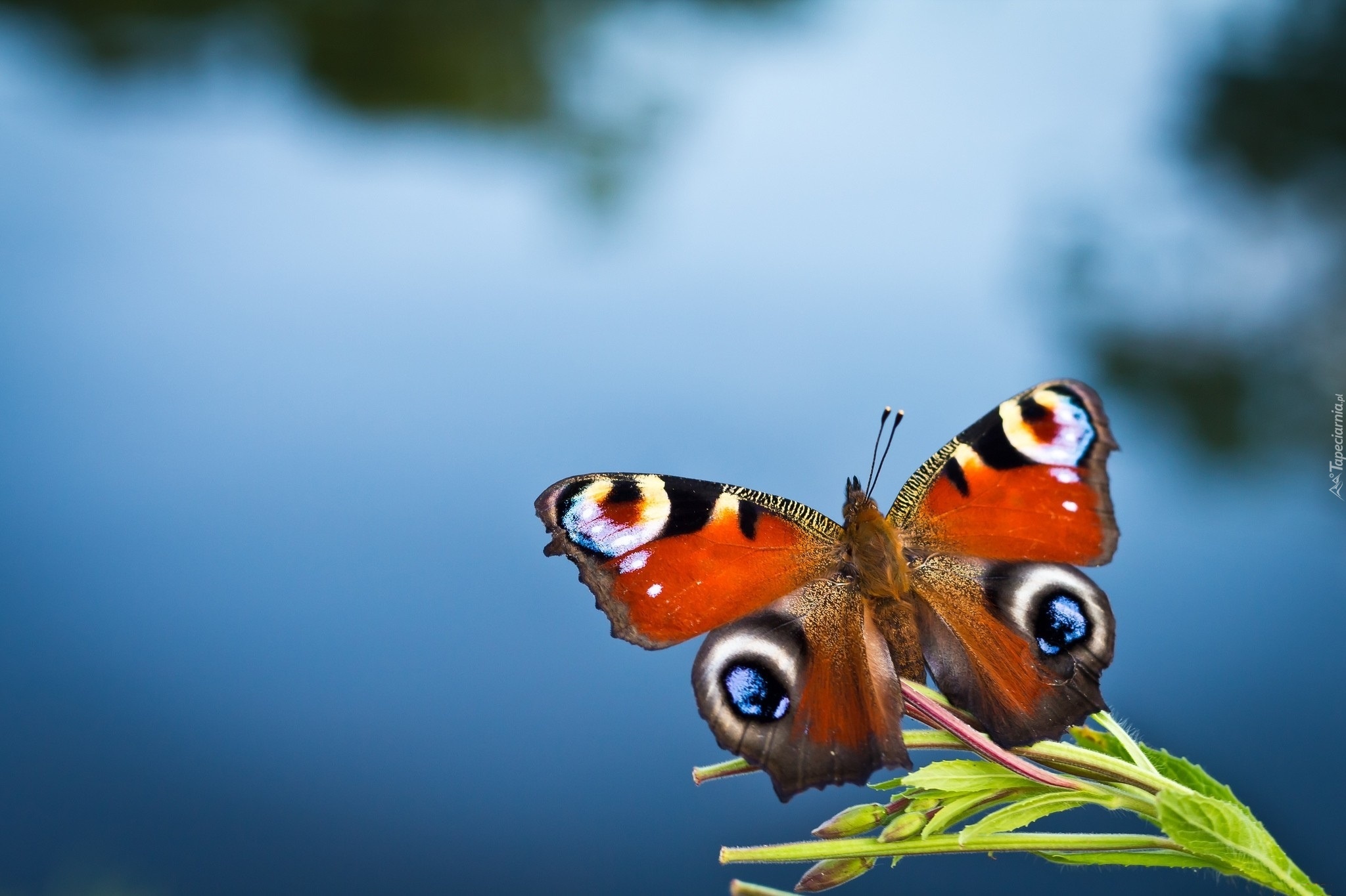 Motyl, Roślinka, Woda