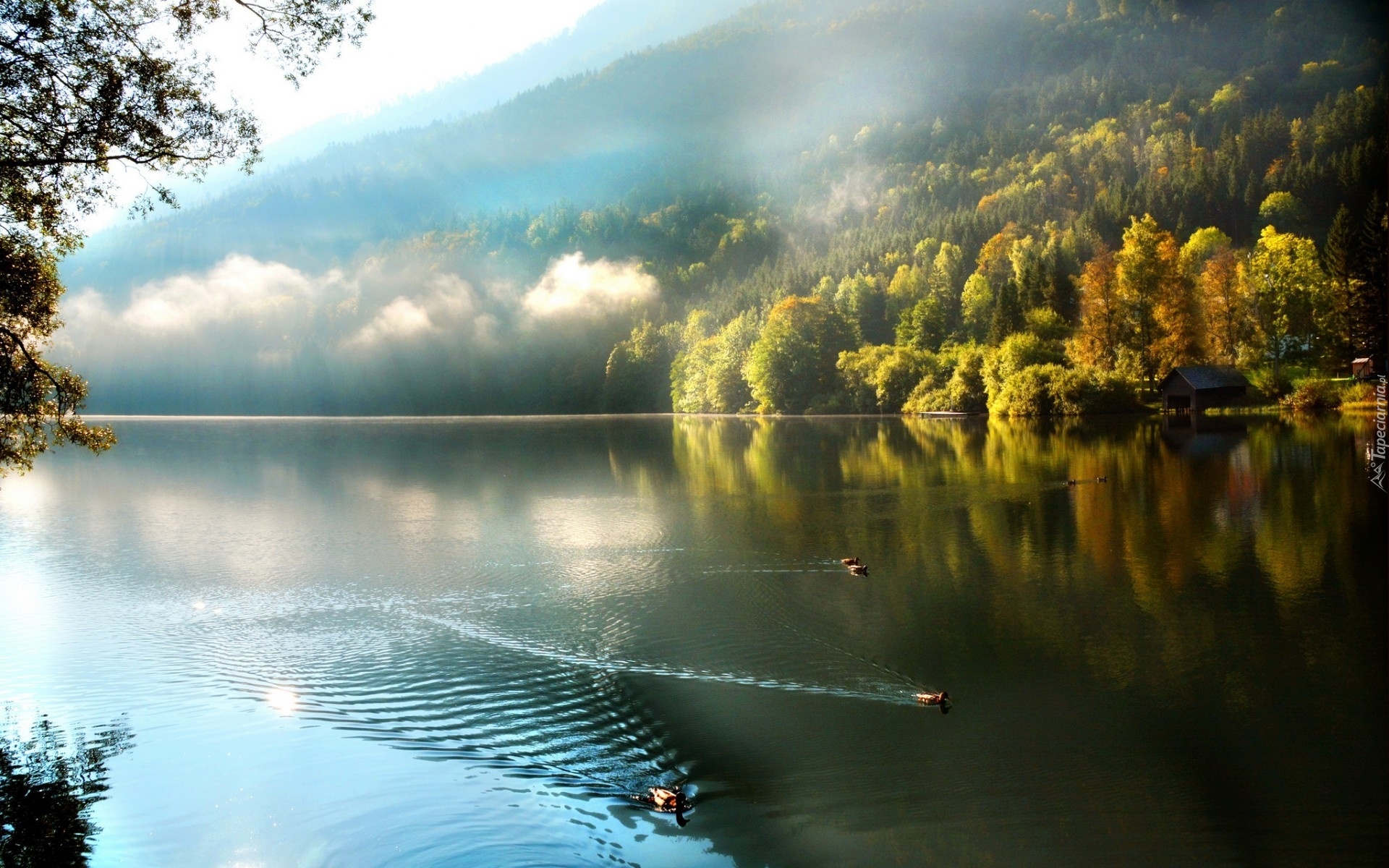 Jezioro, Mgła, Kaczki, Drzewa