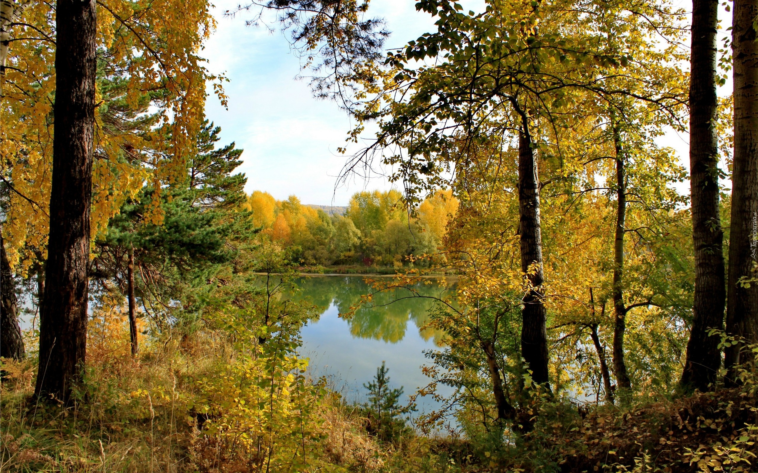 Jezioro, Las, Jesień