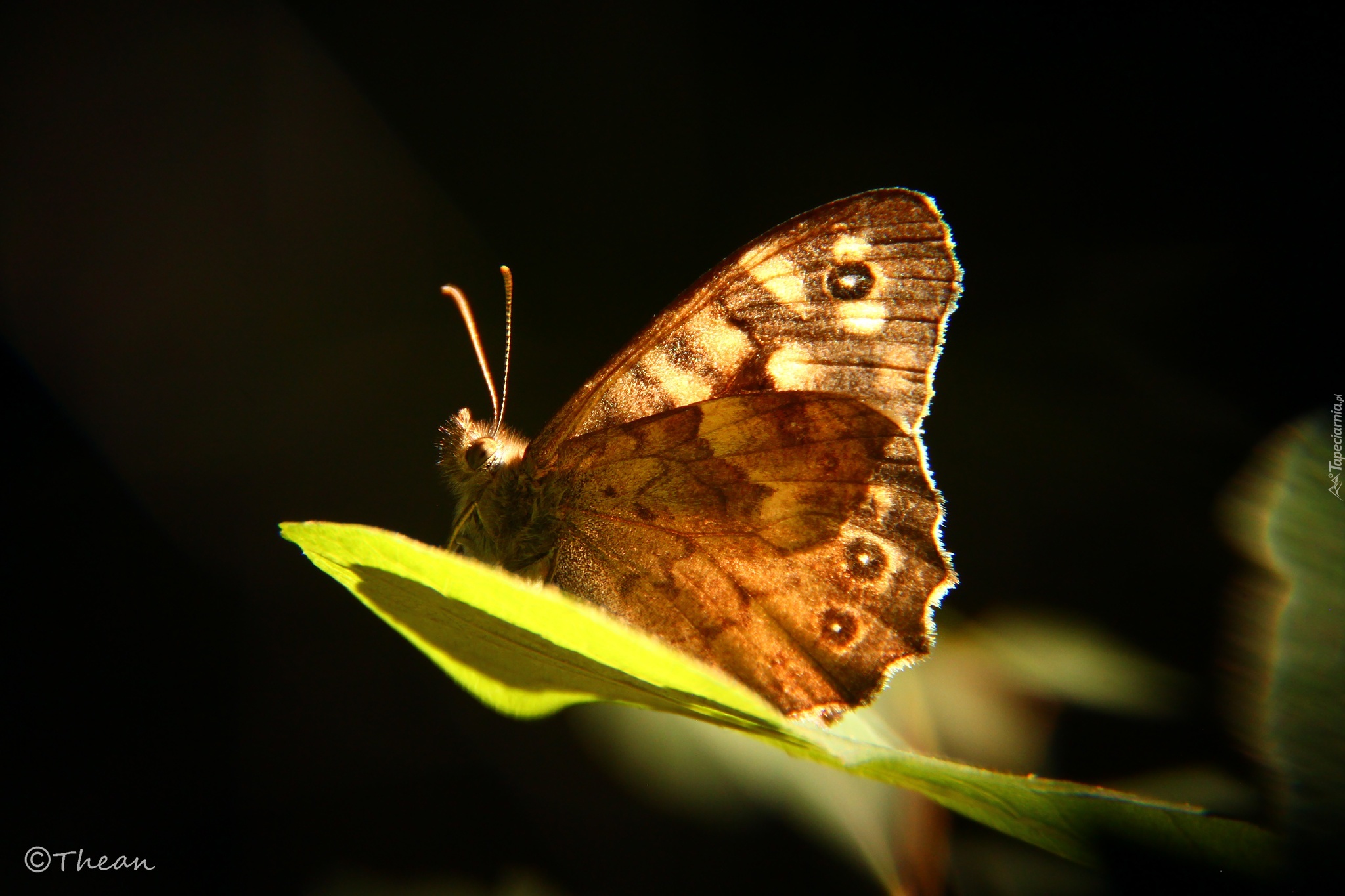 Motyl, Liść