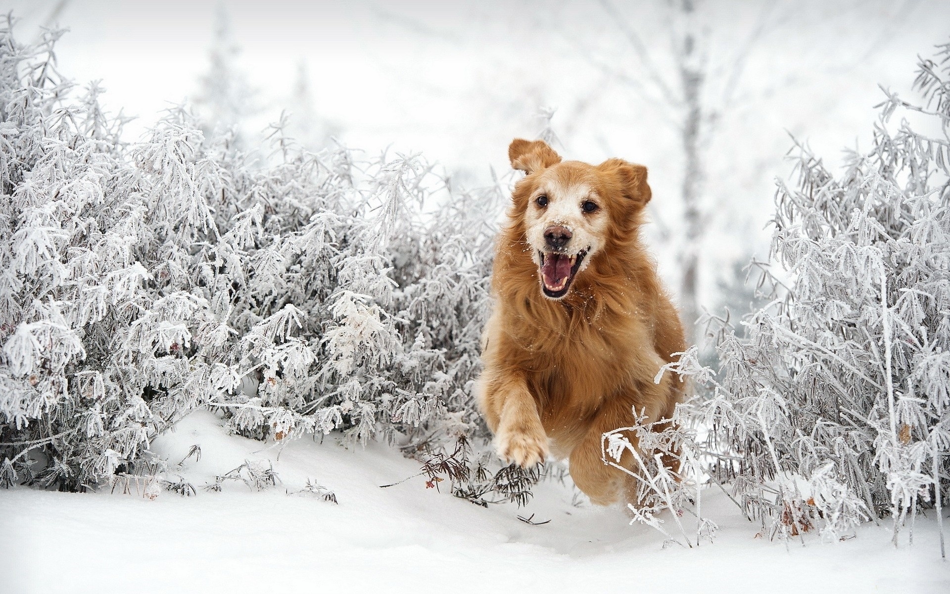 Golden Retriever, Bieg, Śnieg