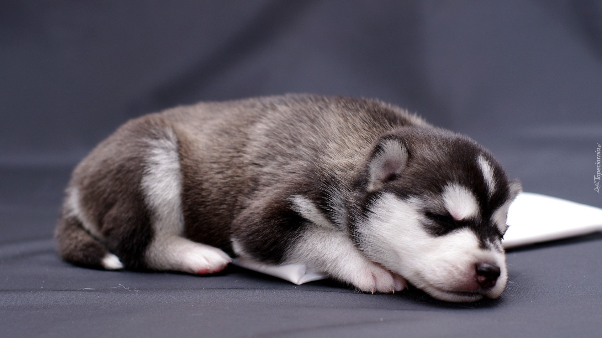 Śpiący, Szczeniak, Siberian Husky