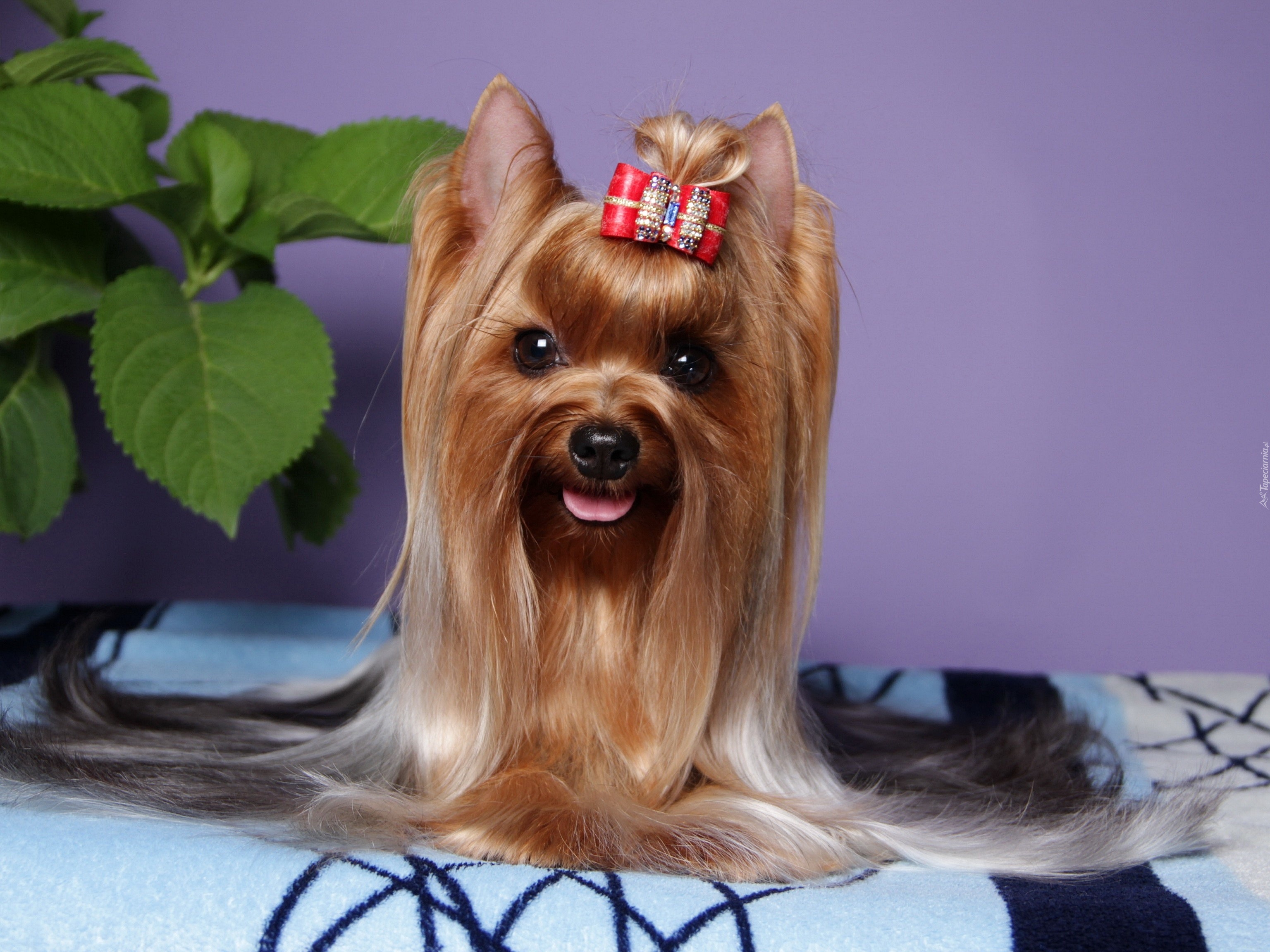 Yorkshire Terrier, Kokardka