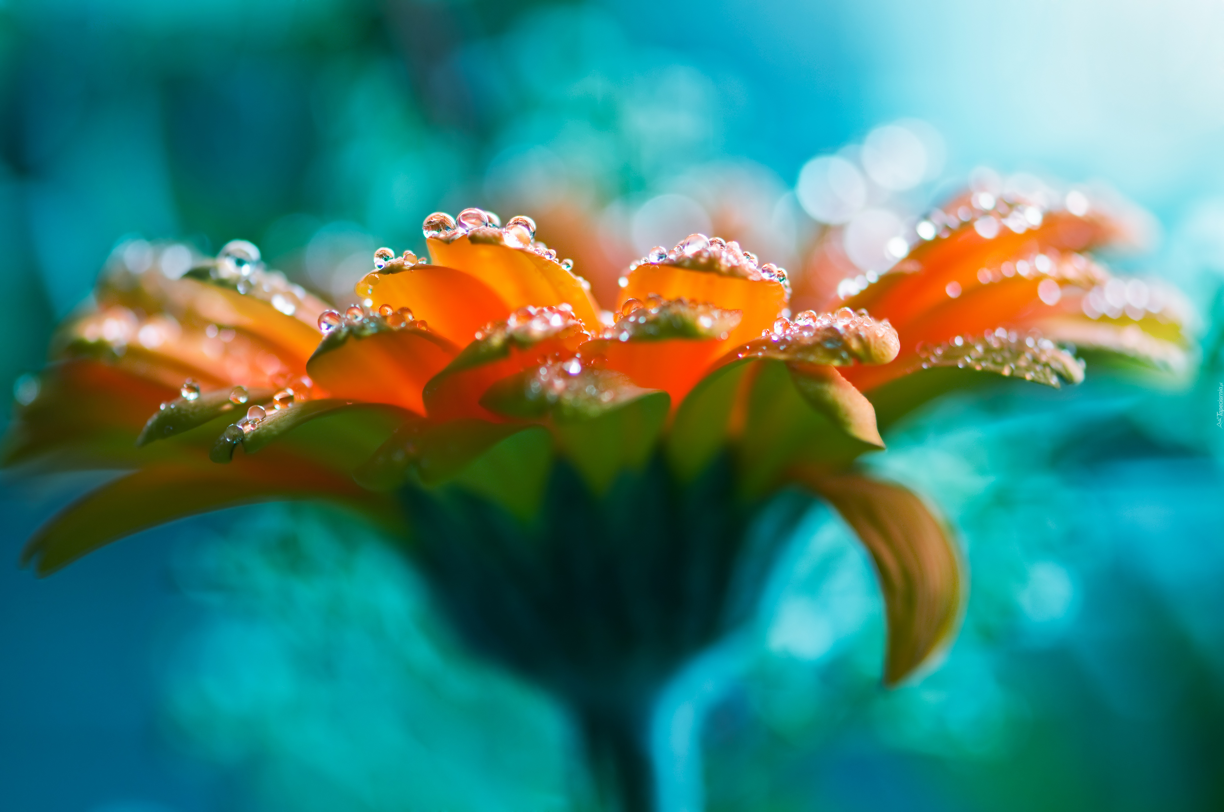 Gerbera, Rosa