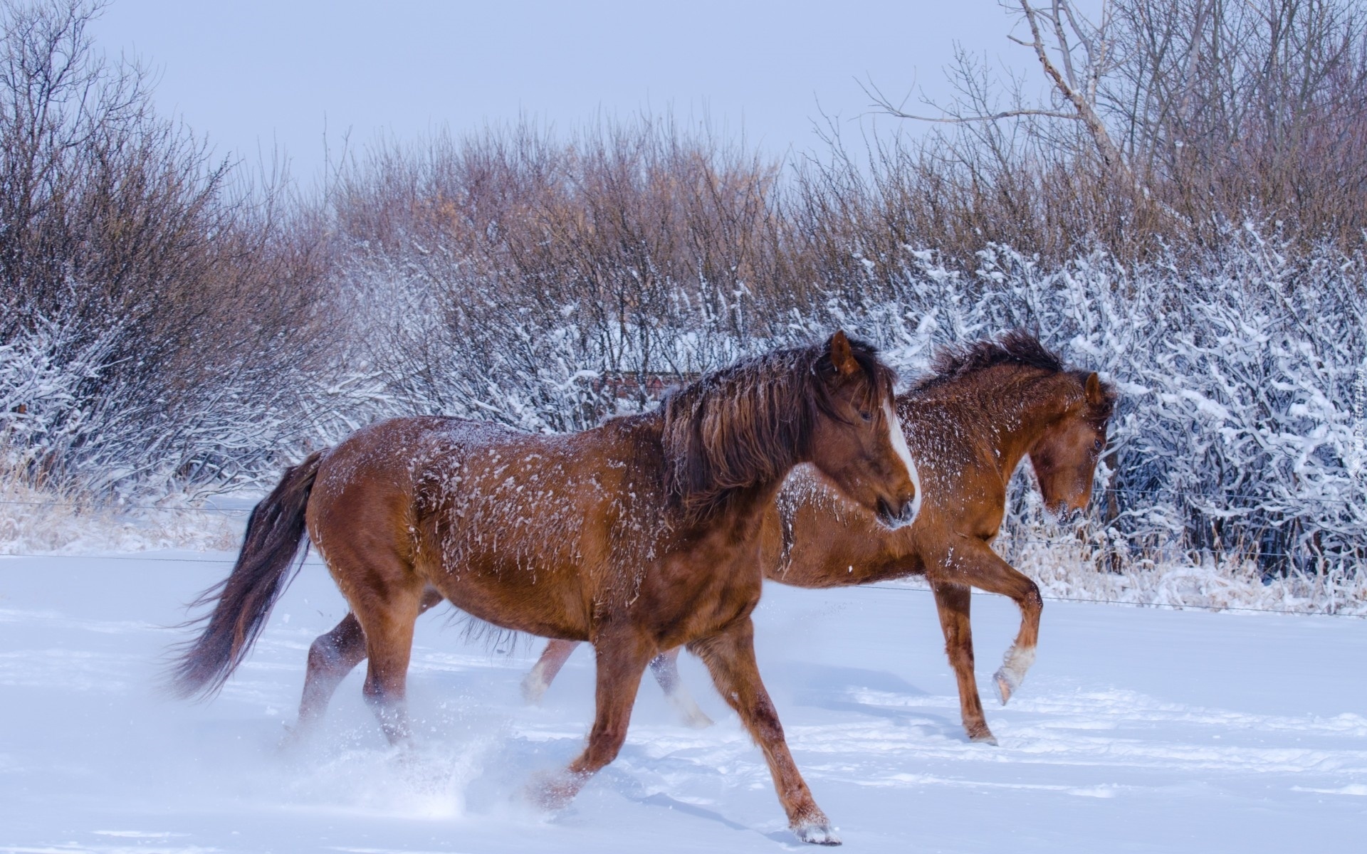 Konie, Galop, Śnieg