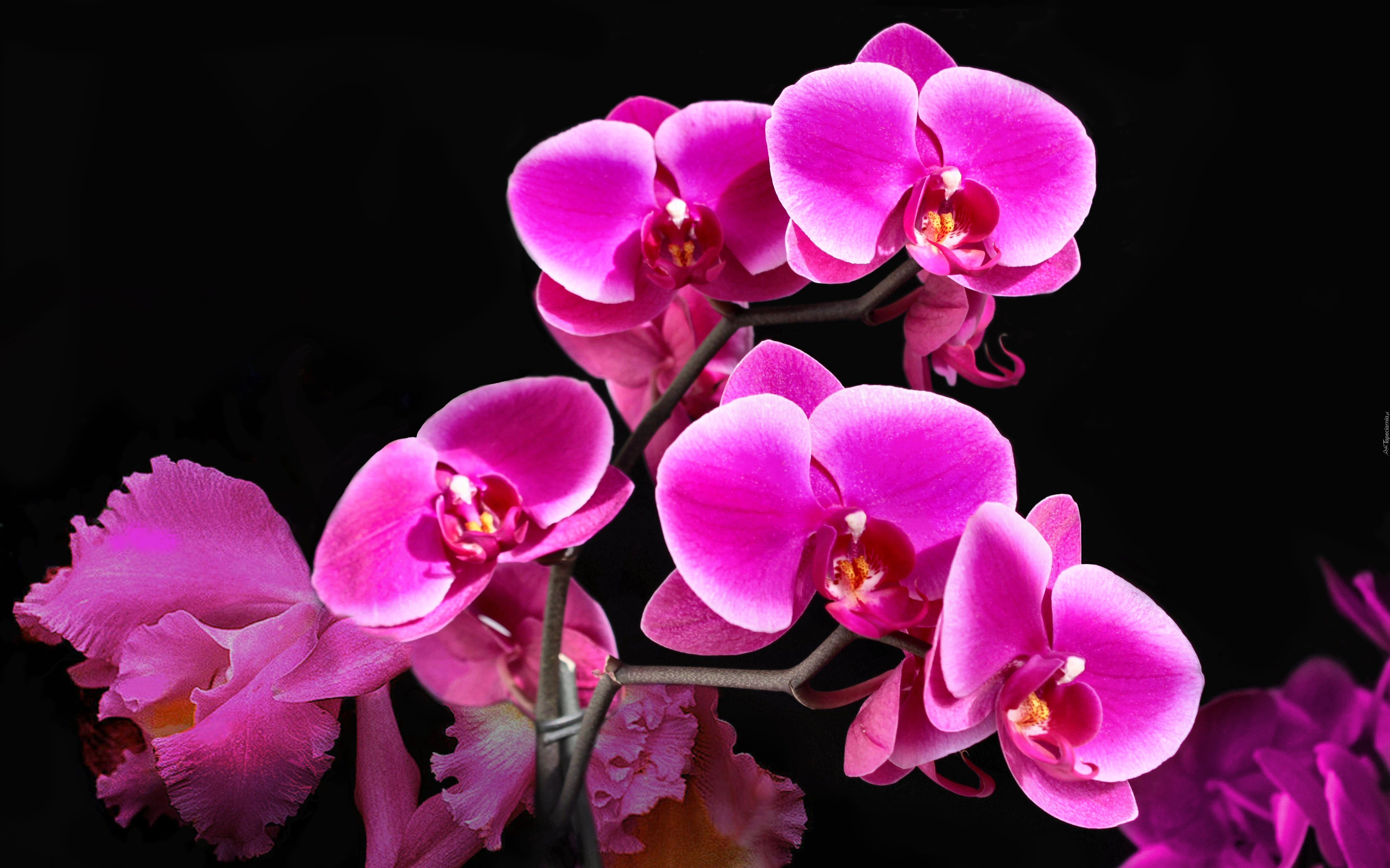 Kwiat, Orchidea, Storczyk