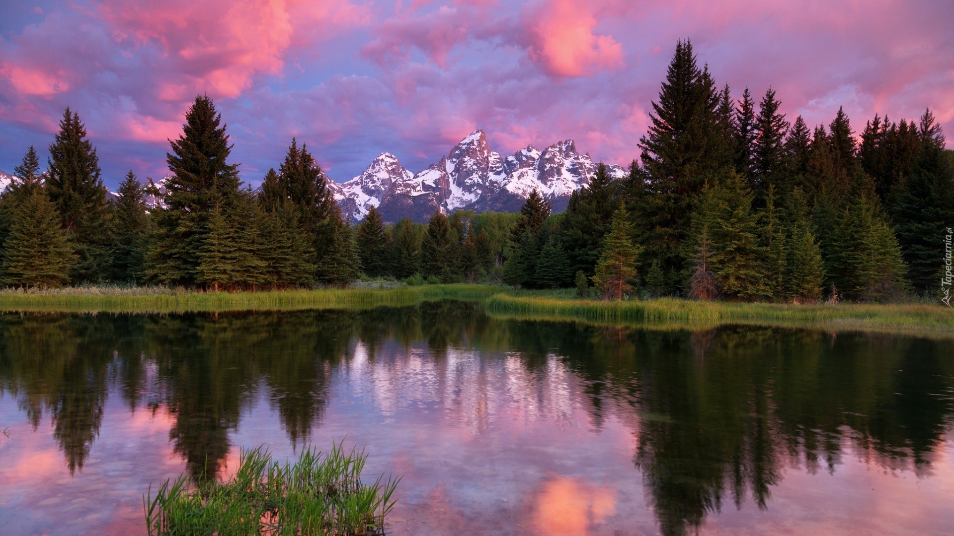 Stany Zjednoczone, Stan Wyoming, Park Narodowy Grand Teton, Rzeka Snake River, Drzewa