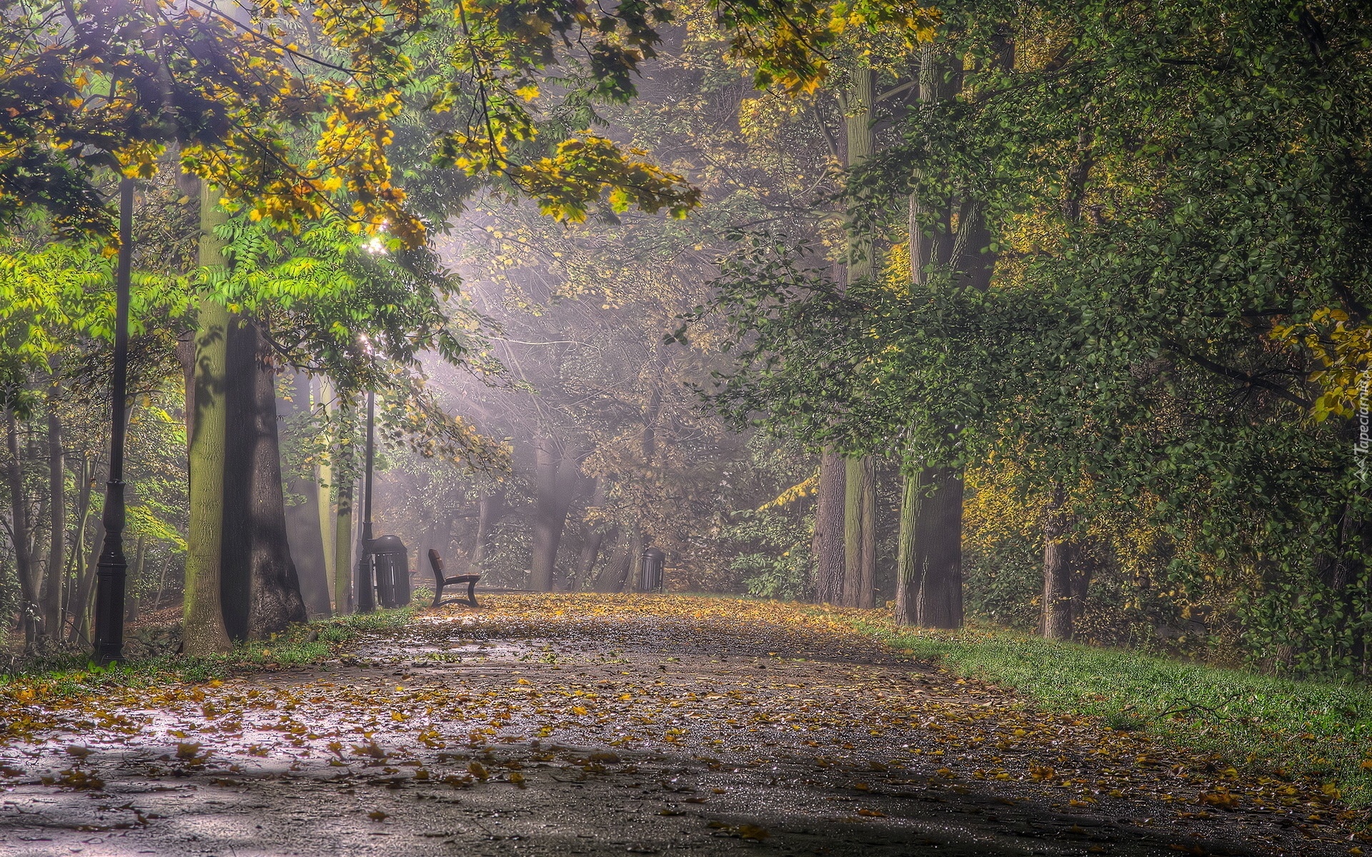 Park, Ławka, Liście, Przebijające, Światło, Mgła, Jesień