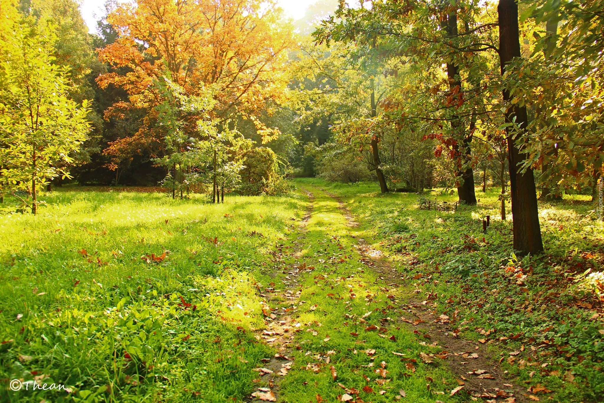 Park, Dróżka, Drzewa, Trawa, Jesień, Kolorowe, Liście