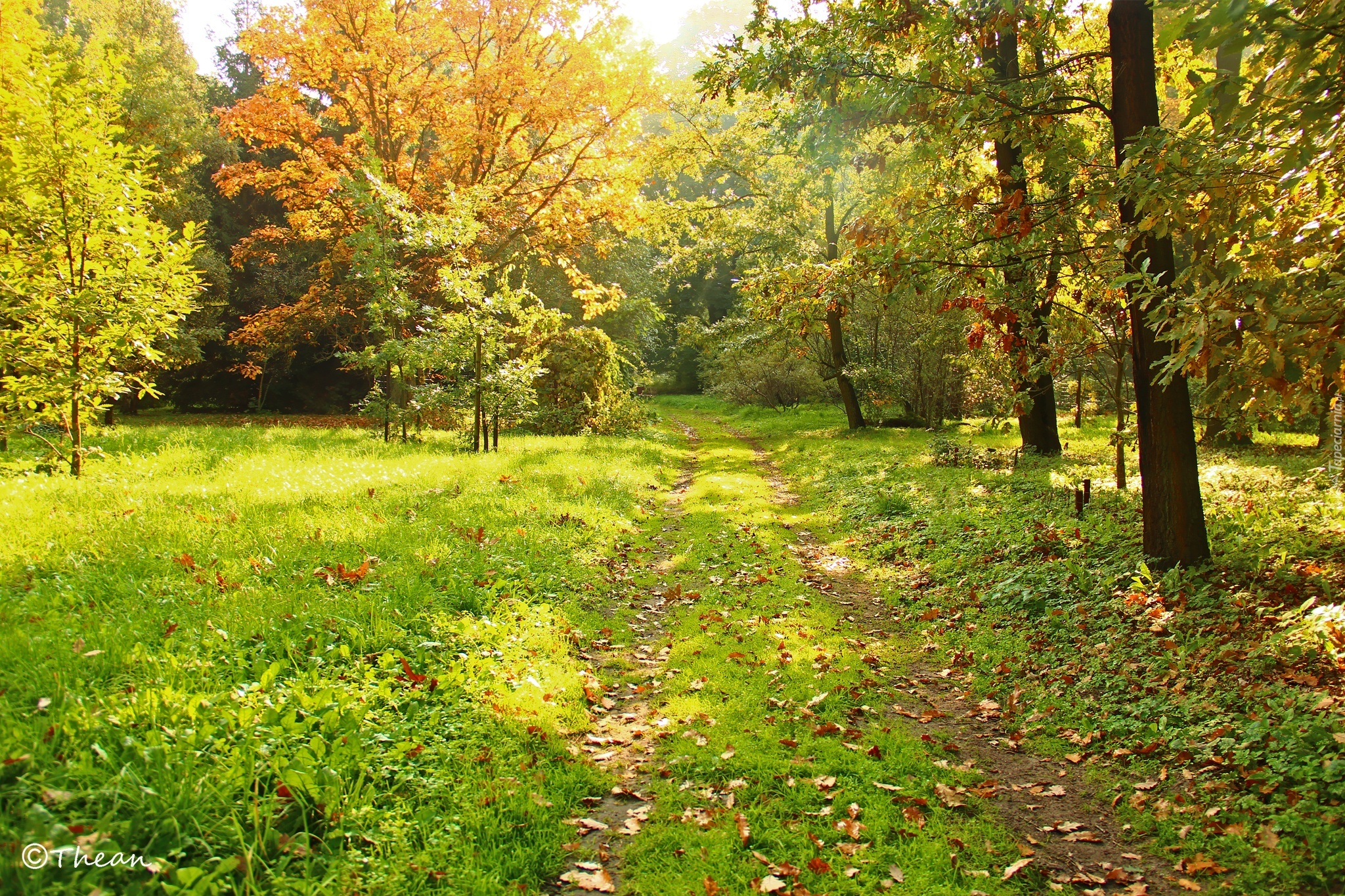 Park, Dróżka, Drzewa, Trawa, Jesień, Kolorowe, Liście