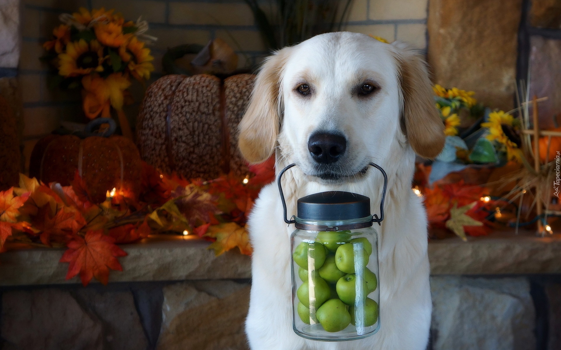 Szczeniak, Golden, Retriever, Słoik, Jabłuszka, Jesienne, Liście