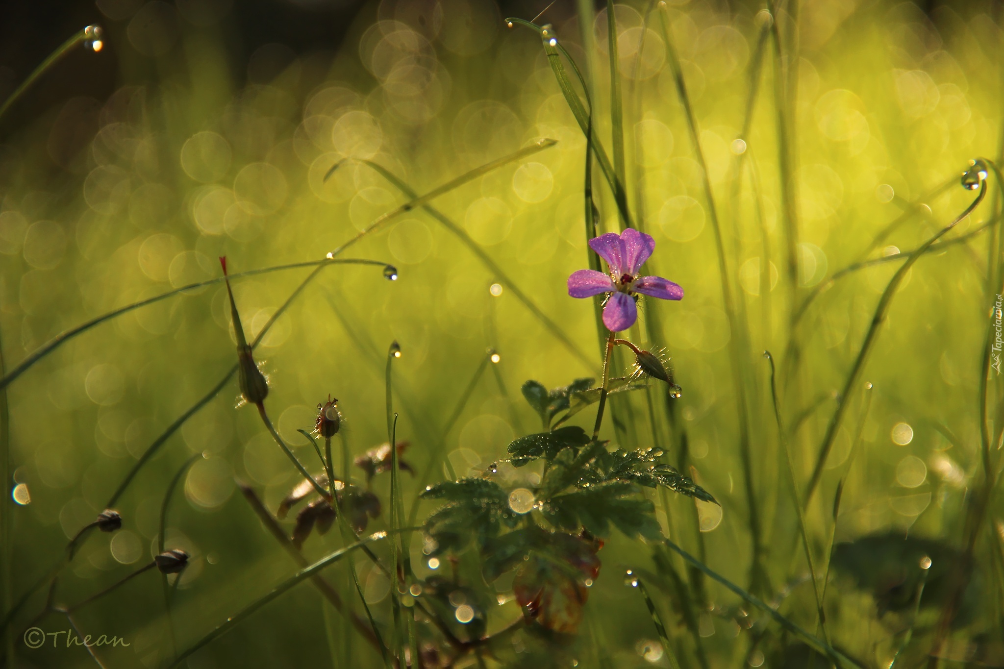 Fioletowy, Kwiatek, Trawa, Bokeh