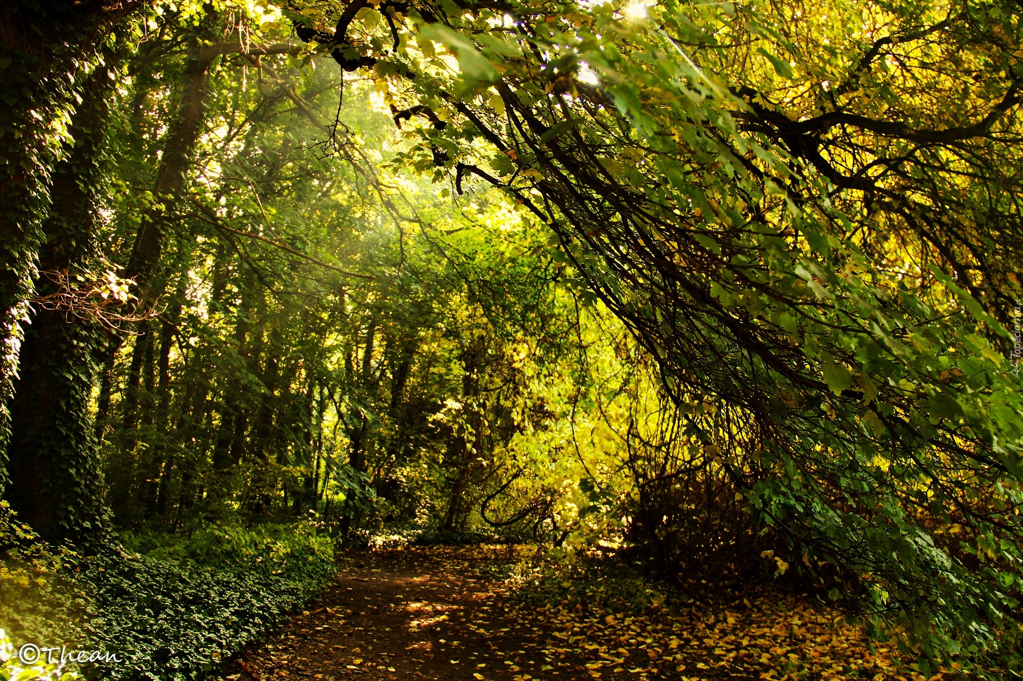 Park, Drzewa, Liście, Jesień