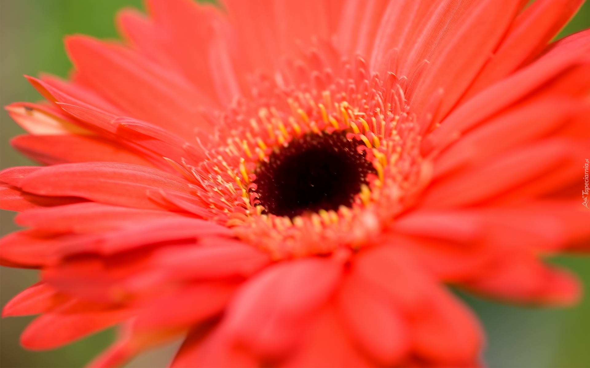 Czerwona, Gerbera