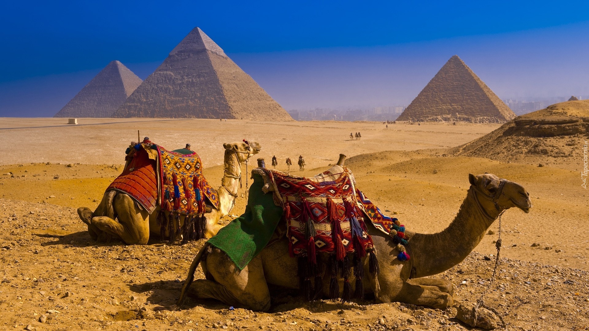 Egipt, Piramidy, Wielbłądy