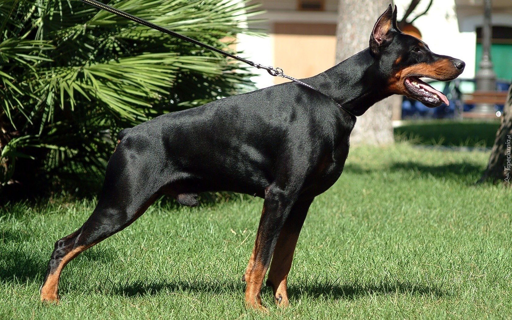 Doberman